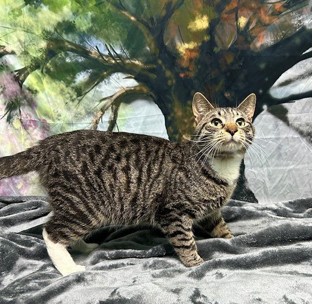 Enlarge 251246  Tiny, a Adoptable Domestic Short Hair in Wetumpka, AL image 2/2