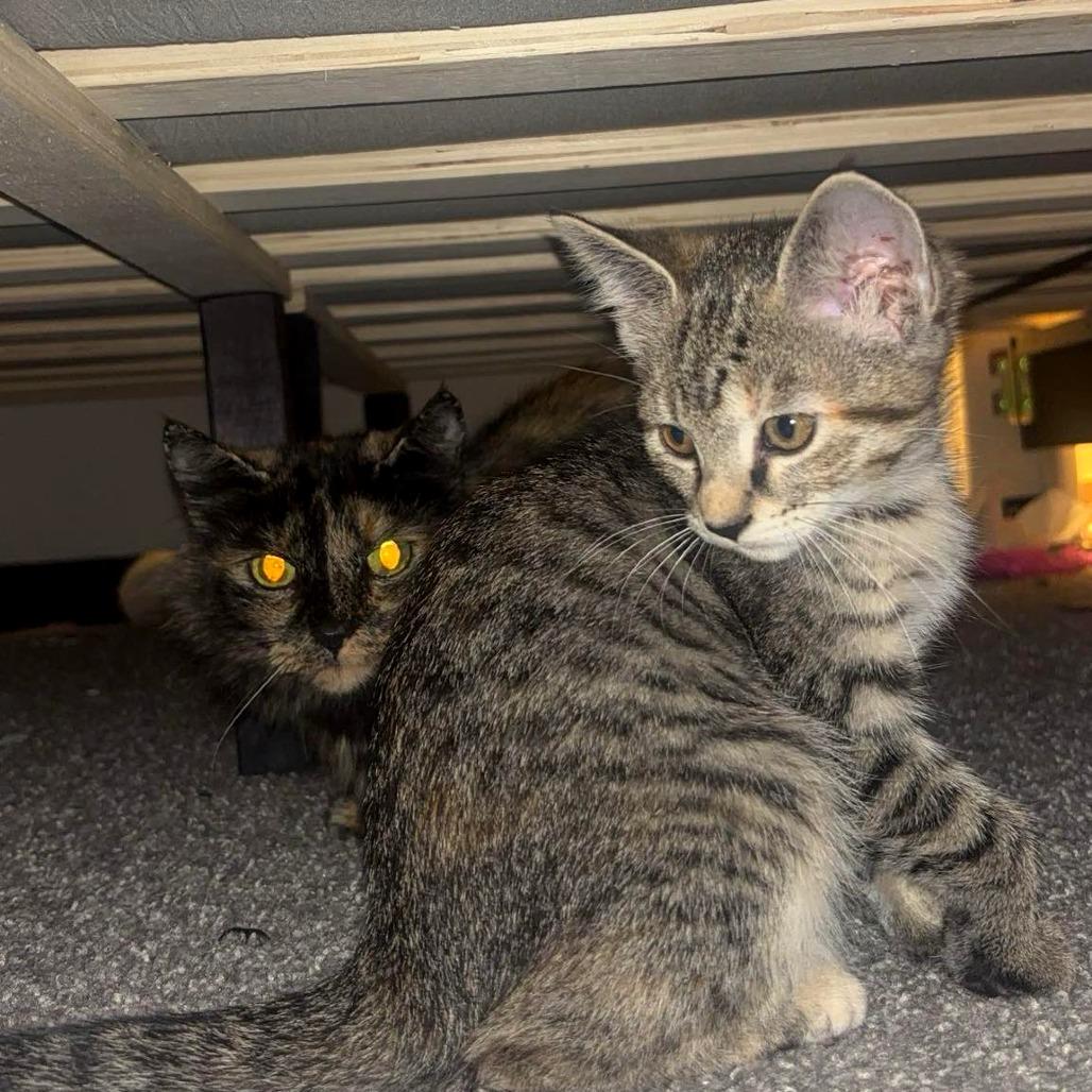 Judy Hopps, Adoptable, Kitten Female Domestic Medium Hair.