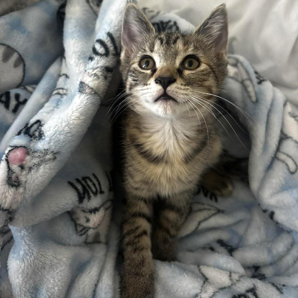 Judy Hopps, a Adoptable Domestic Medium Hair in Tampa, FL image 2/6