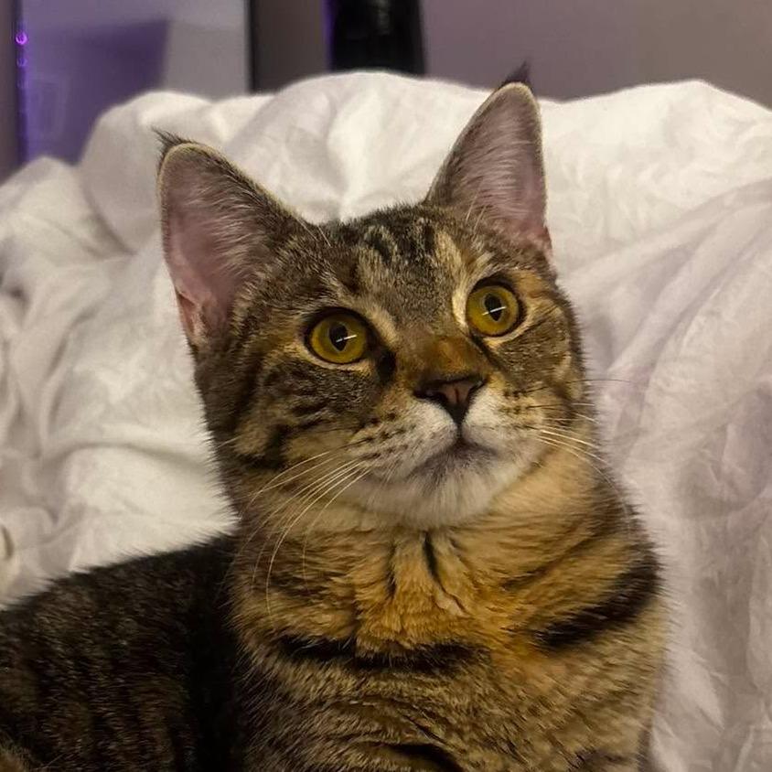 Judy Hopps, a Adoptable Domestic Medium Hair in Tampa, FL image 2/6