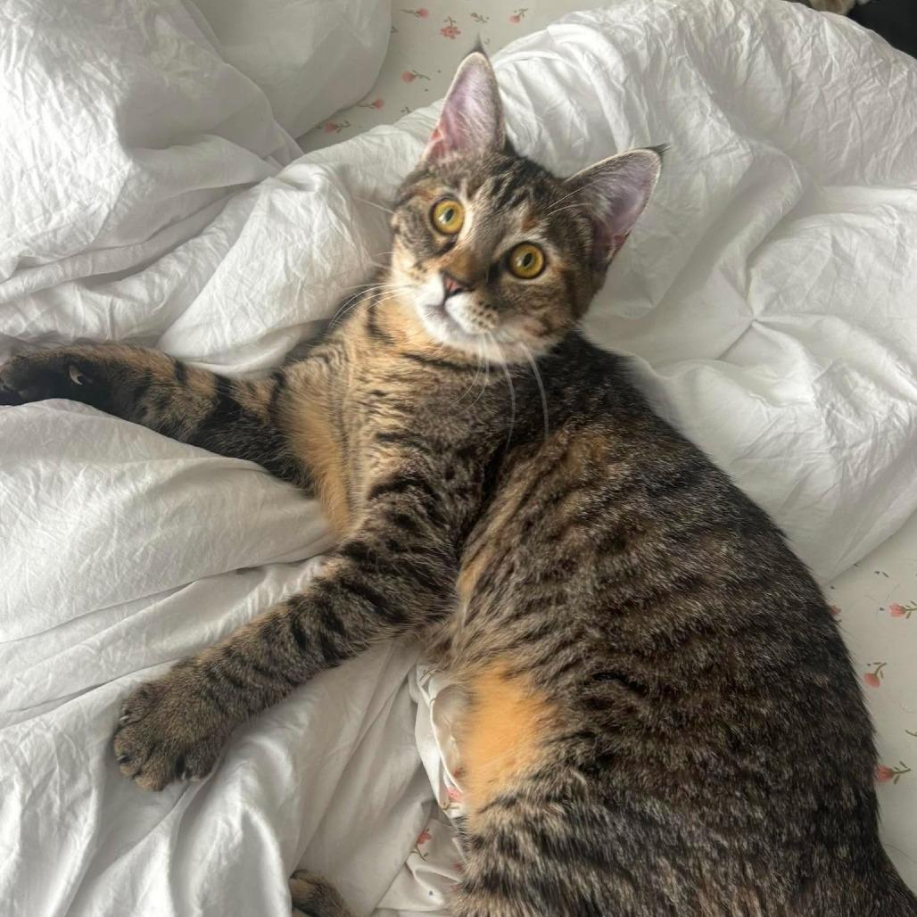 Judy Hopps, a Adoptable Domestic Medium Hair in Tampa, FL image 3/6