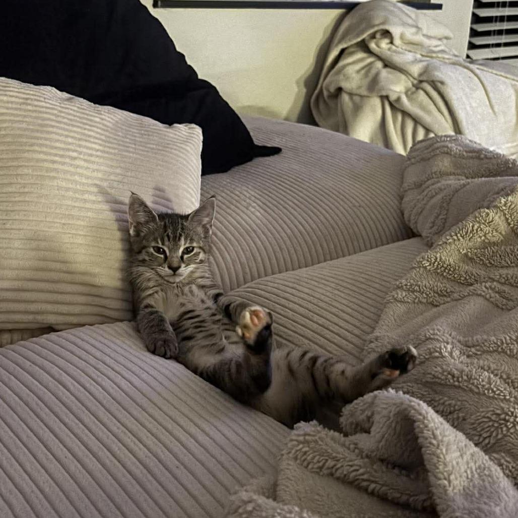Judy Hopps, a Adoptable Domestic Medium Hair in Tampa, FL image 3/6