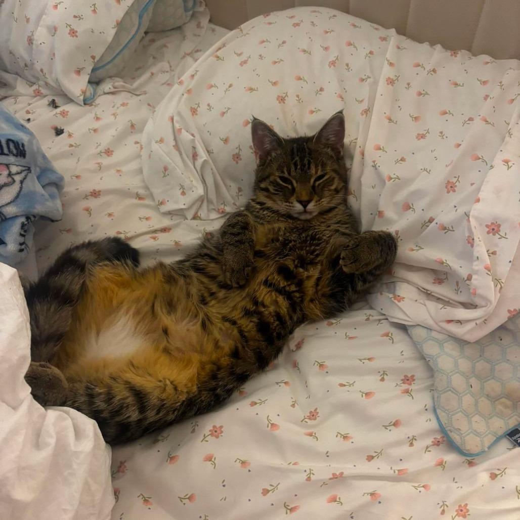 Judy Hopps, a Adoptable Domestic Medium Hair in Tampa, FL image 4/6