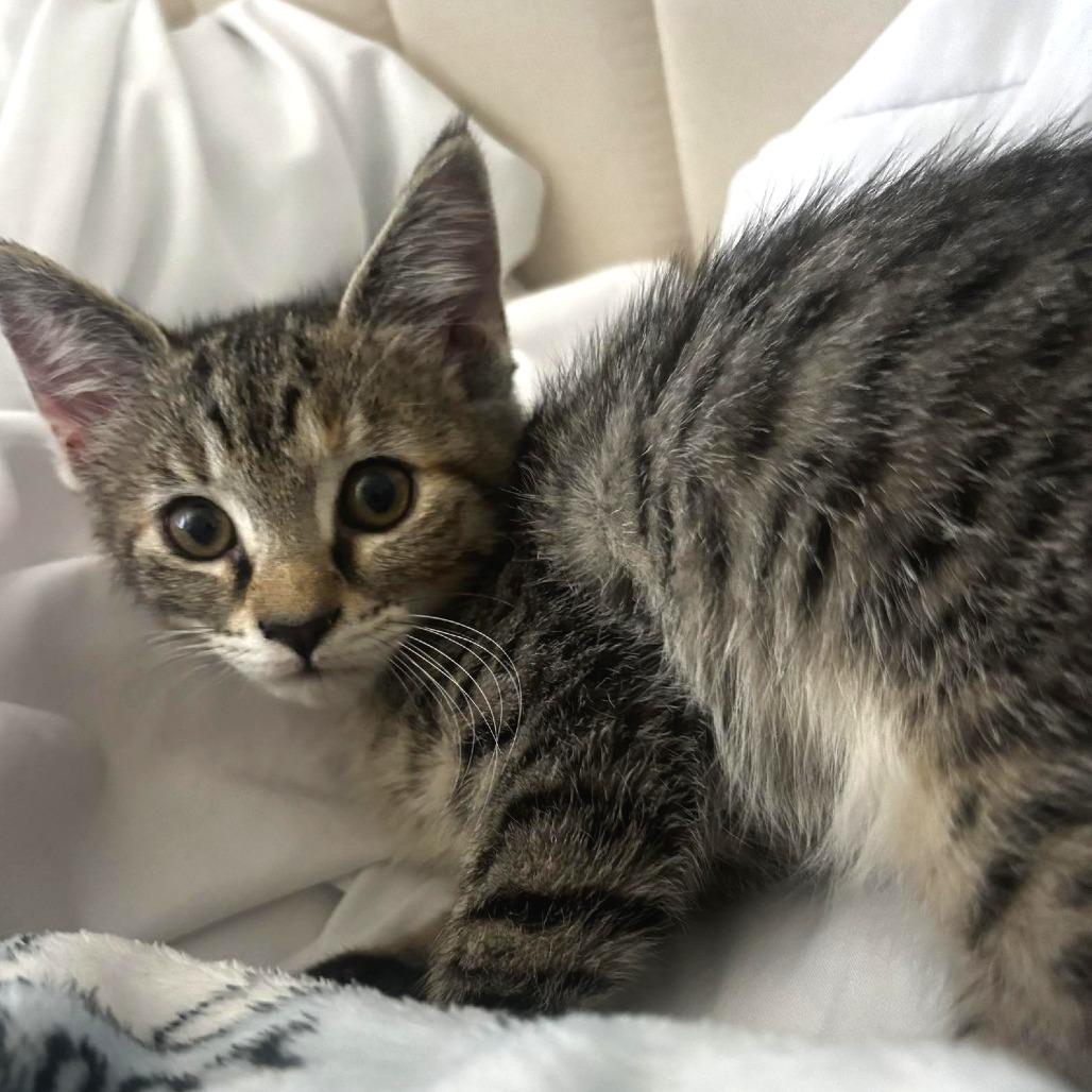 Judy Hopps, a Adoptable Domestic Medium Hair in Tampa, FL image 5/6