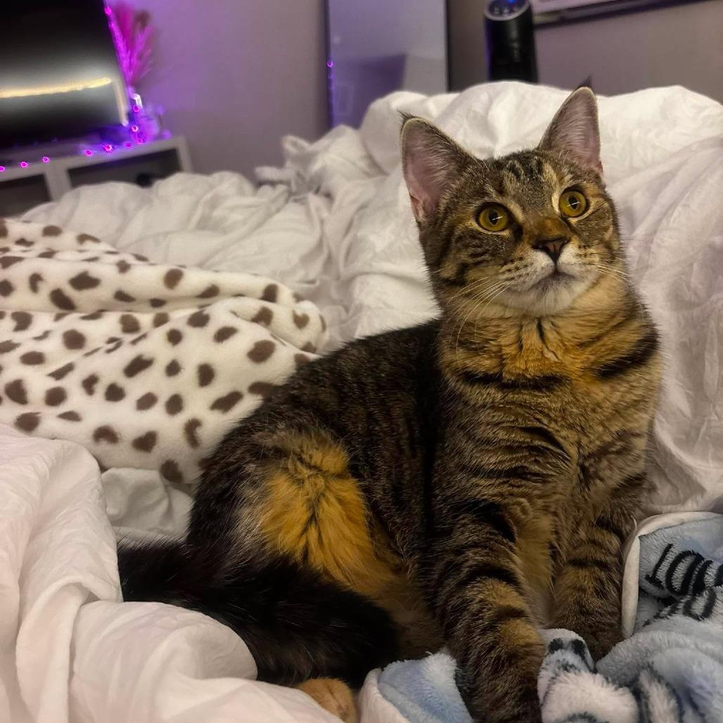 Judy Hopps, a Adoptable Domestic Medium Hair in Tampa, FL image 6/6