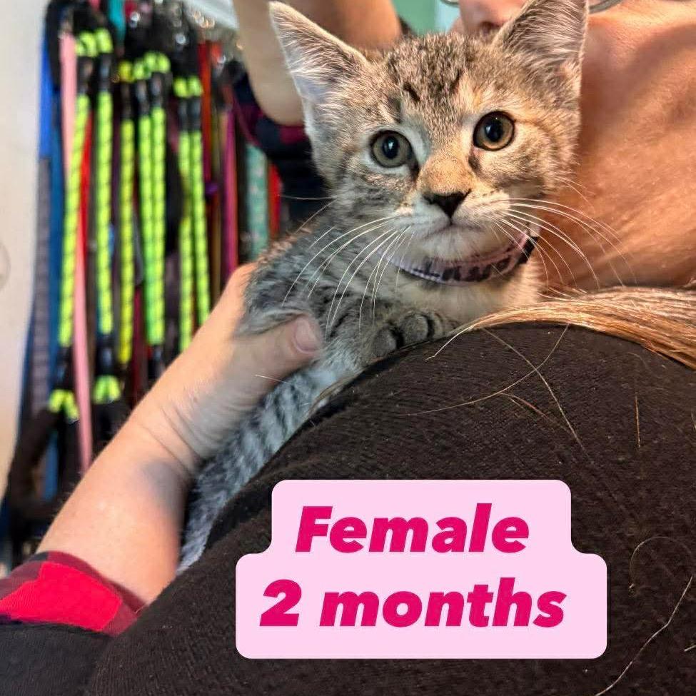 Judy Hopps, a Adoptable Domestic Medium Hair in Tampa, FL image 6/6