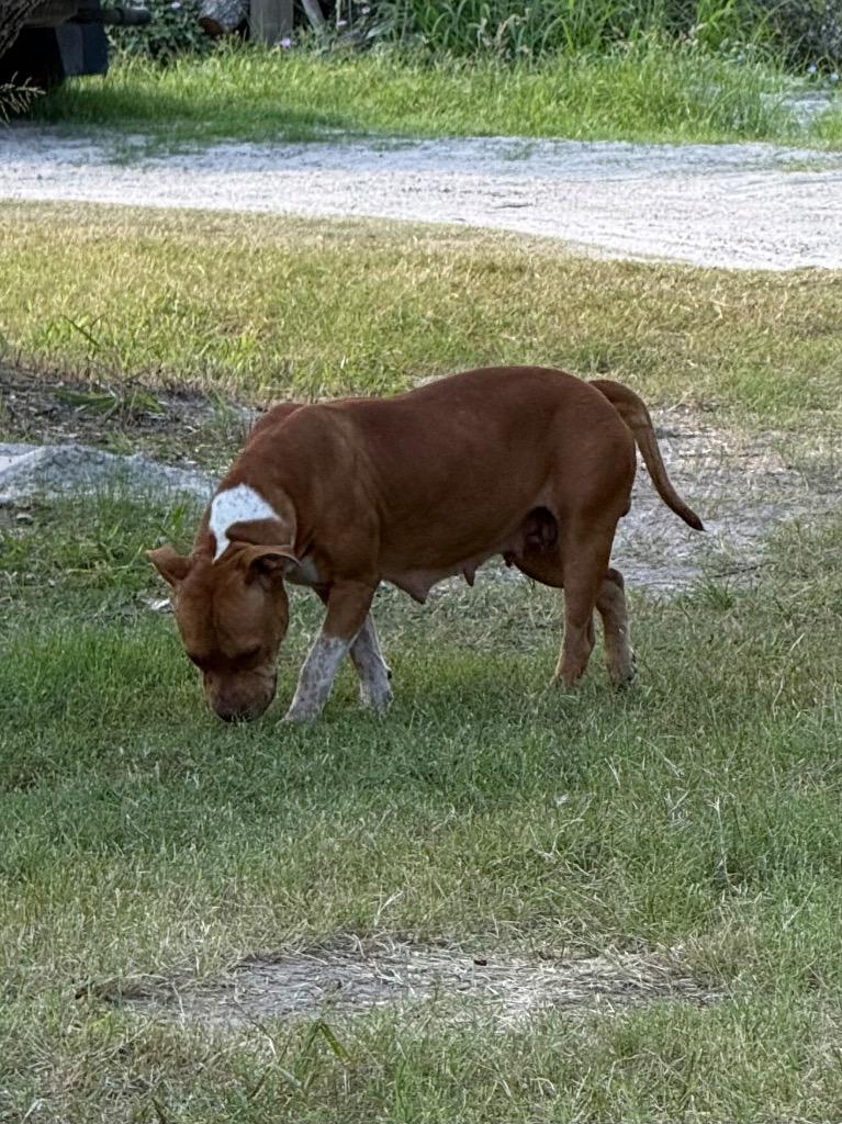 Enlarge Freckles, a Adoptable mixed breed in Rockport, TX image 1/4