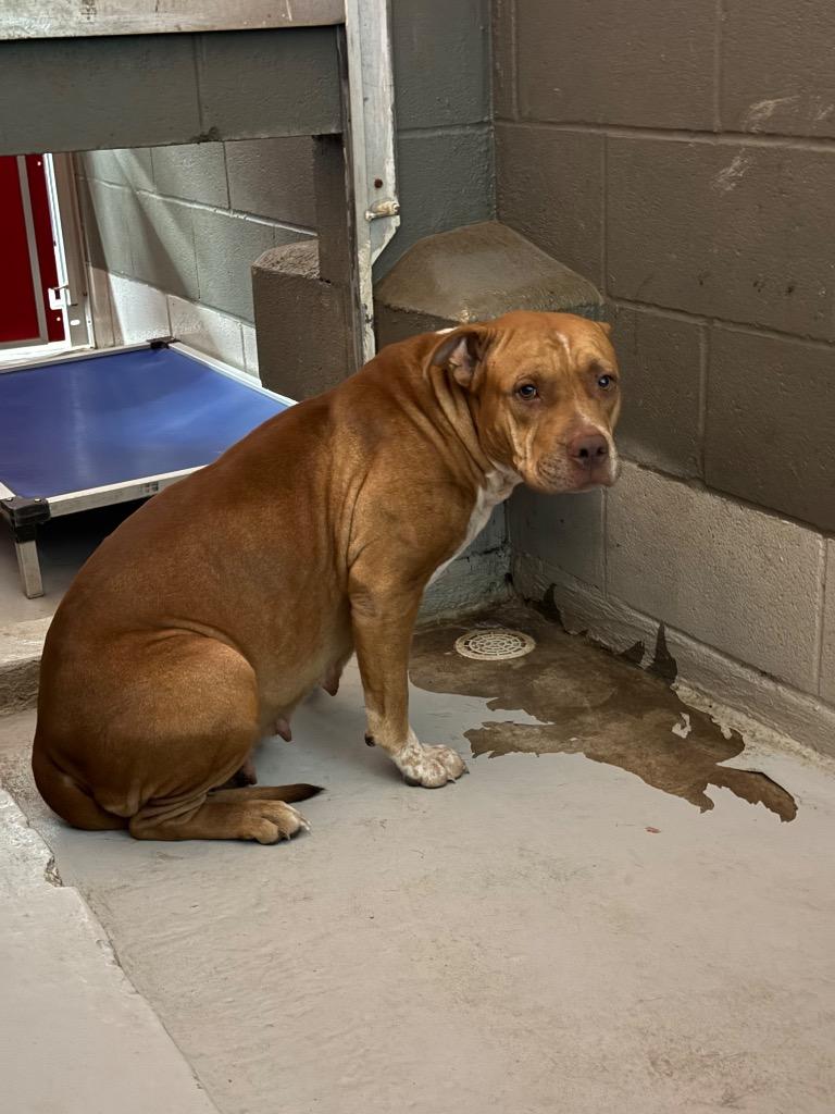 Enlarge Freckles, a Adoptable mixed breed in Rockport, TX image 3/4