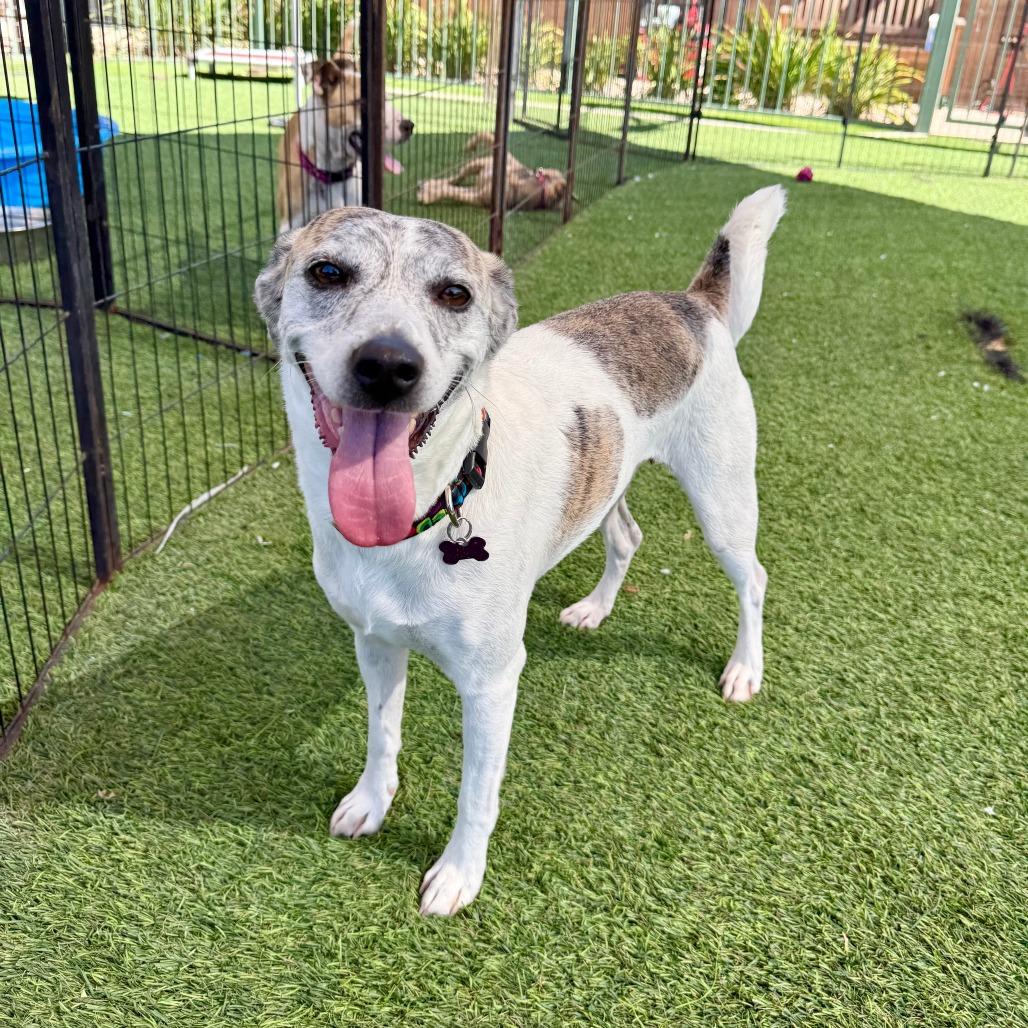Queenie, Adoptable, Adult Female Greyhound.