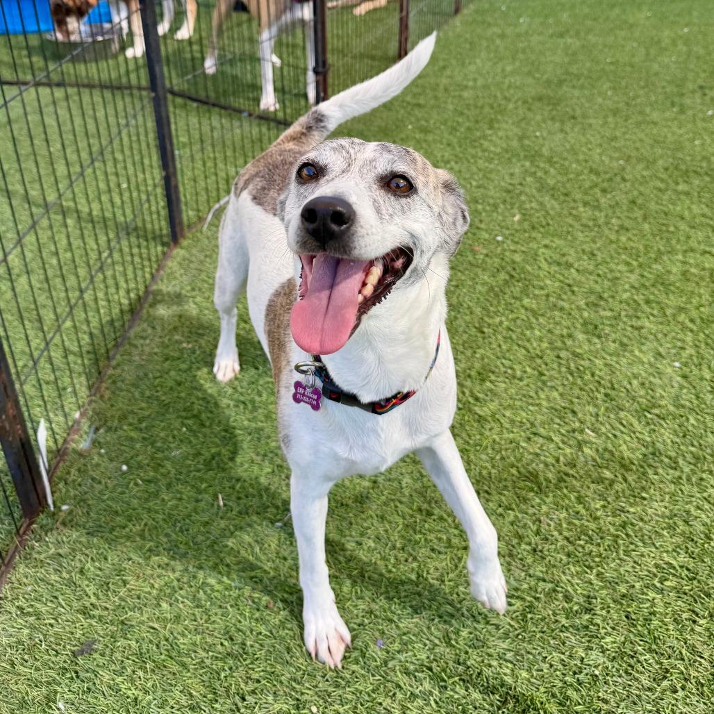 Enlarge Queenie, a Adoptable Greyhound in Agoura Hills, CA image 2/4