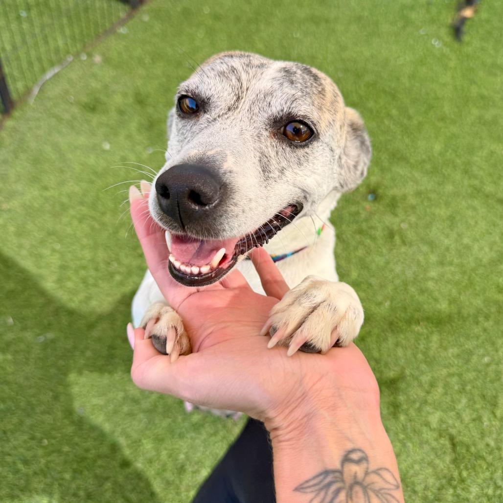 Enlarge Queenie, a Adoptable Greyhound in Agoura Hills, CA image 3/4