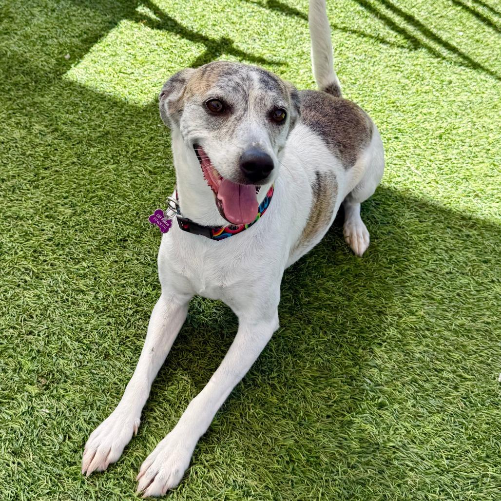 Enlarge Queenie, a Adoptable Greyhound in Agoura Hills, CA image 4/4