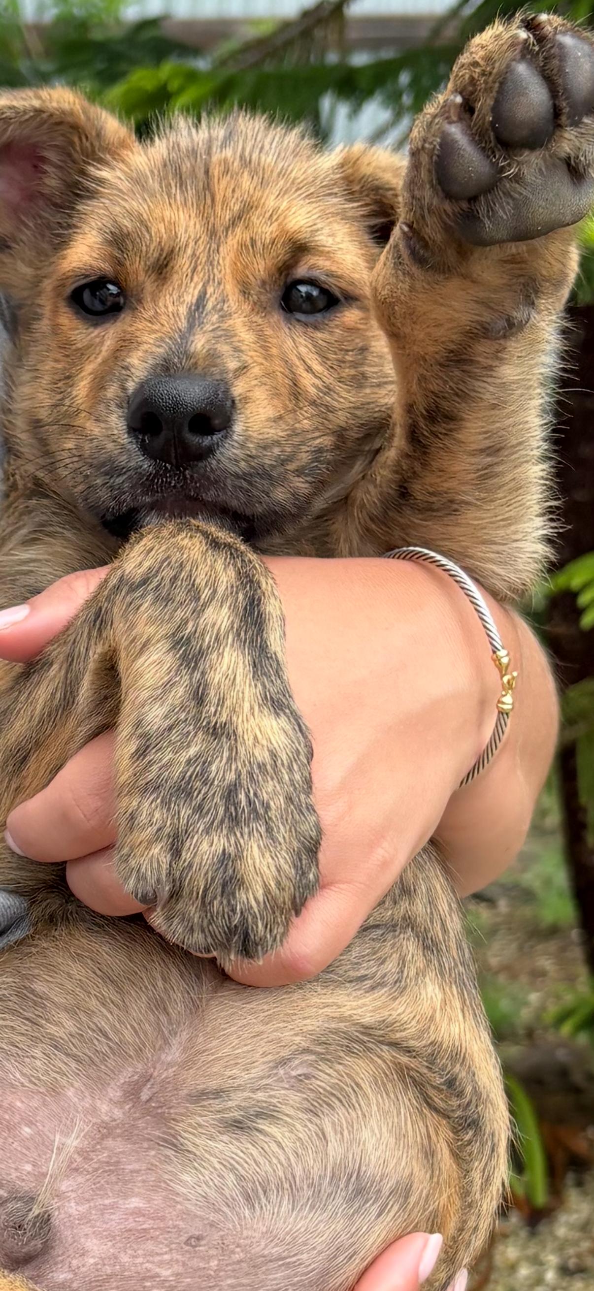 Cheese, ADOPTABLE, Puppy Male Mixed Breed.