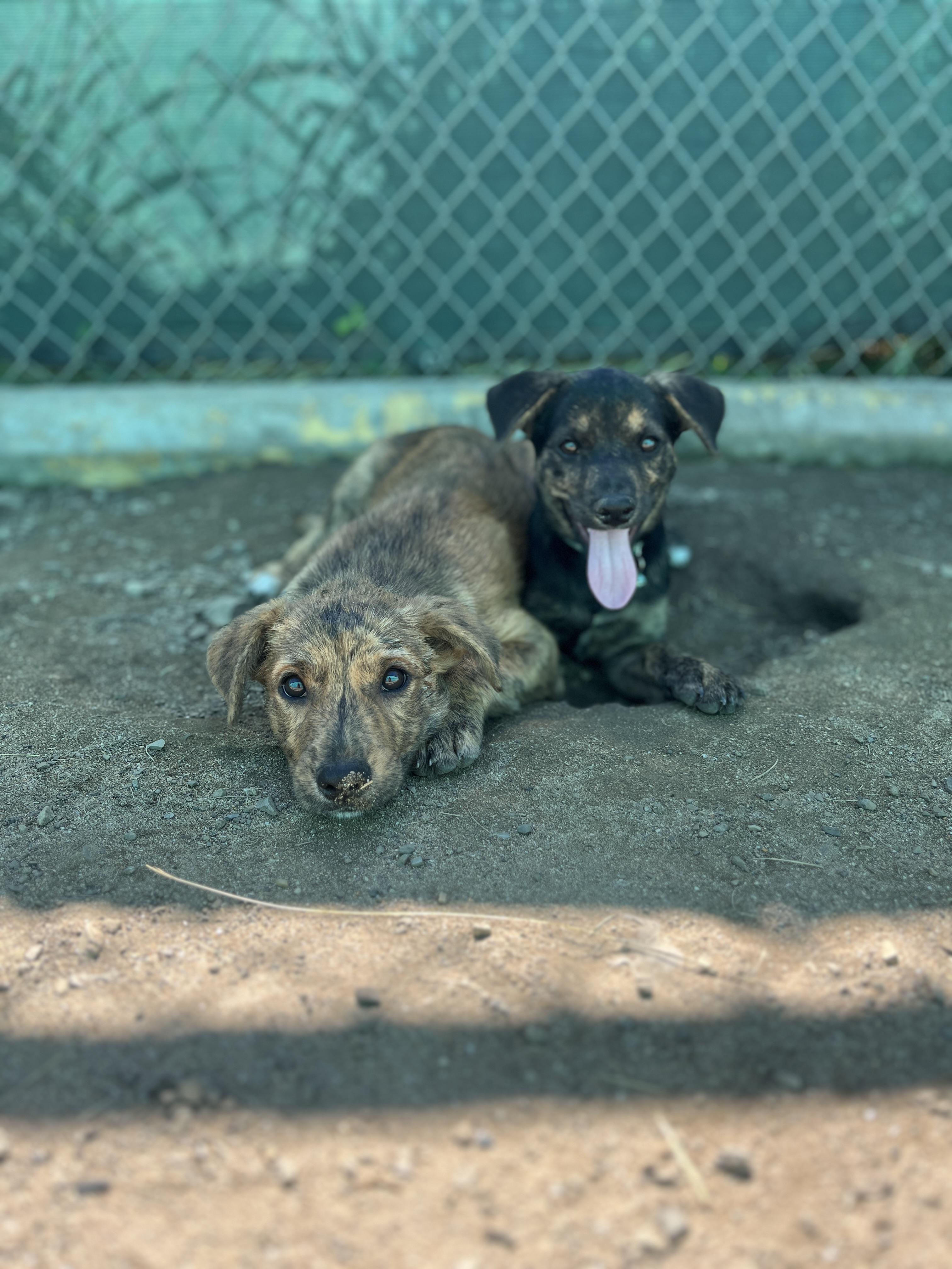 Enlarge Cheese, a ADOPTABLE mixed breed in Milwaukie, OR image 3/4
