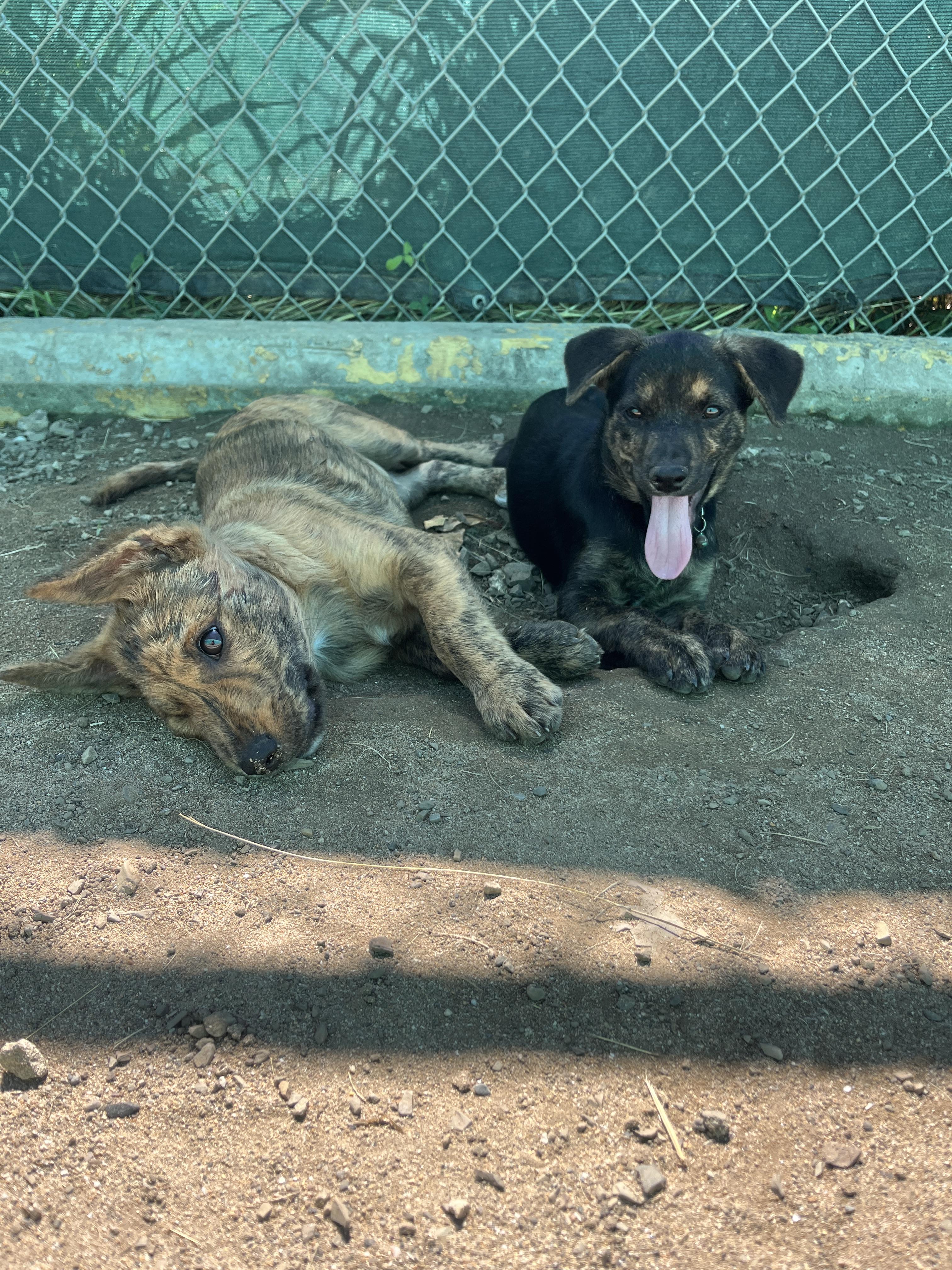 Enlarge Cheese, a ADOPTABLE mixed breed in Milwaukie, OR image 4/4