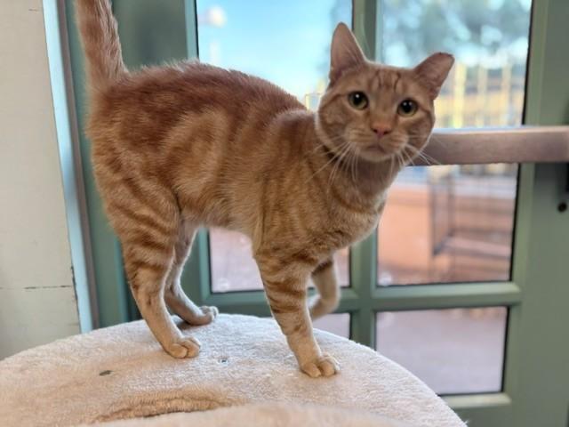 MACE, Adoptable, Young Male Domestic Short Hair.