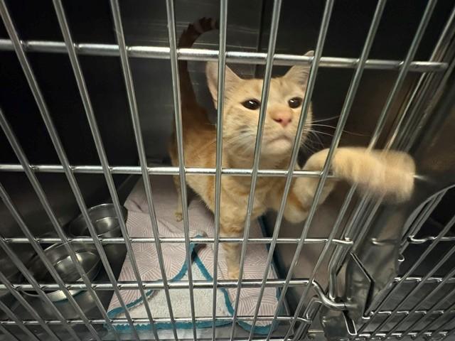 Enlarge MACE, a Adoptable Domestic Short Hair in Antioch, CA image 1/1