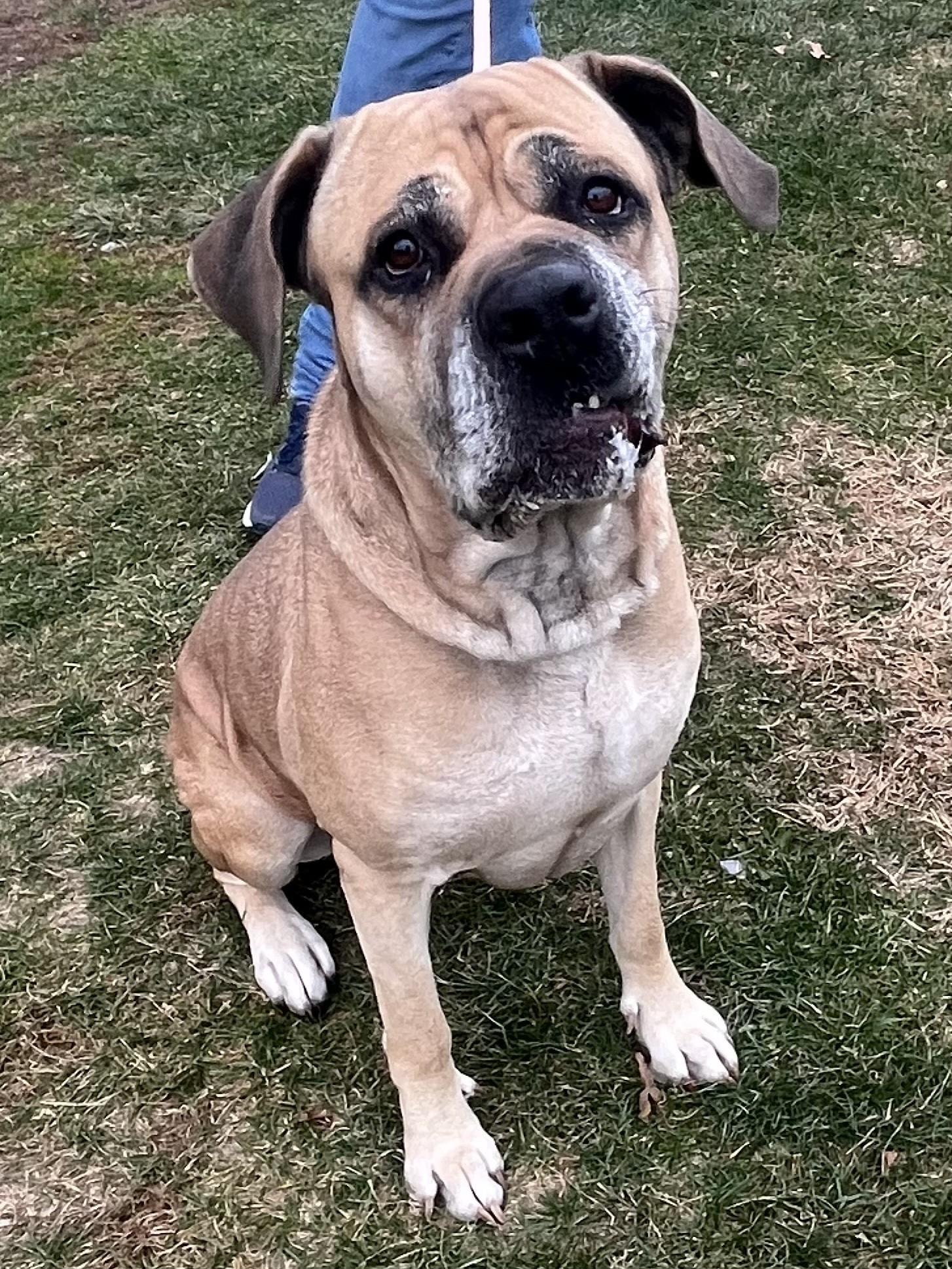 Miya, ADOPTABLE, Senior Female Mastiff.