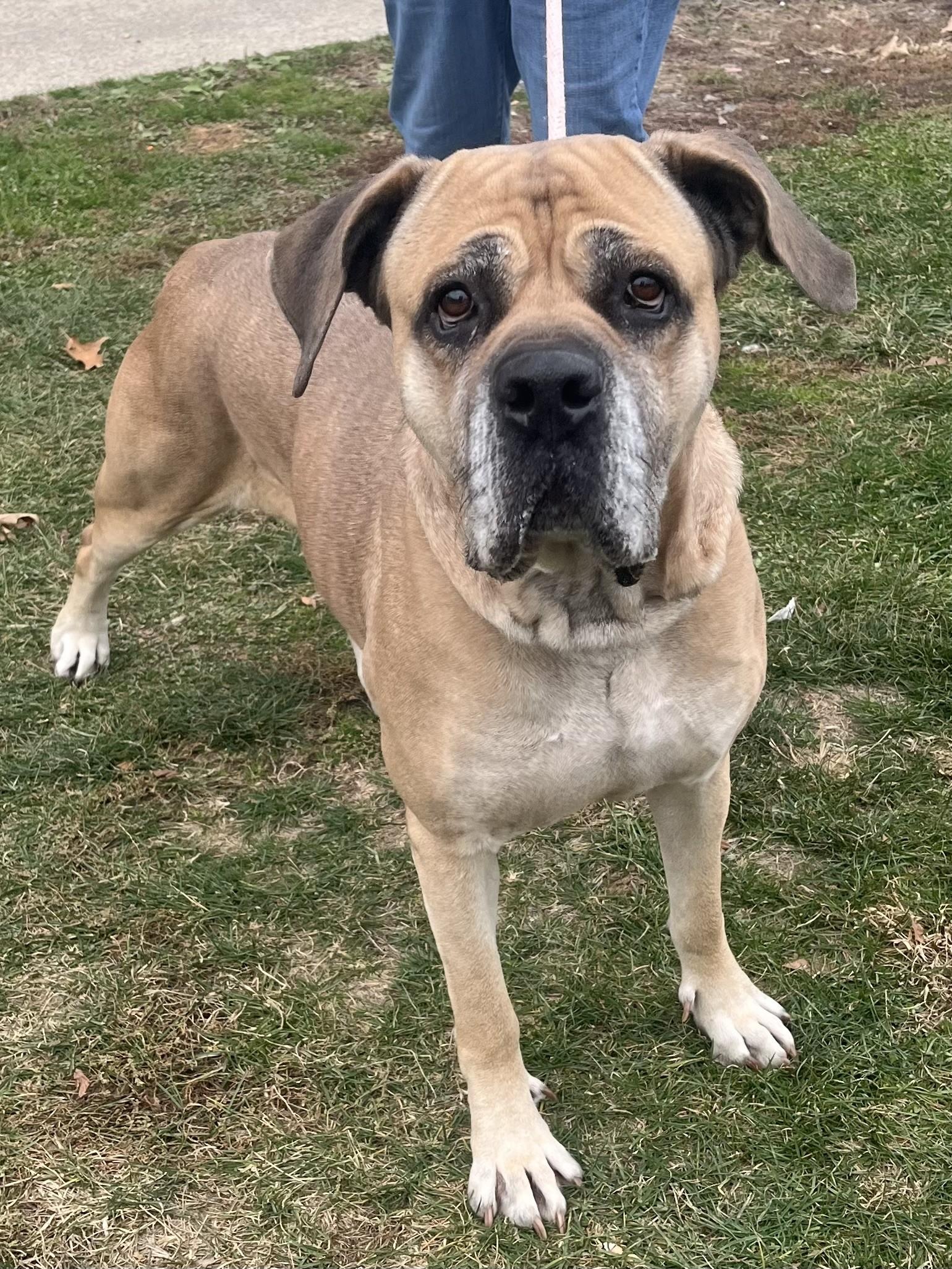 Enlarge Miya, a ADOPTABLE Mastiff in Winchester, VA image 2/4