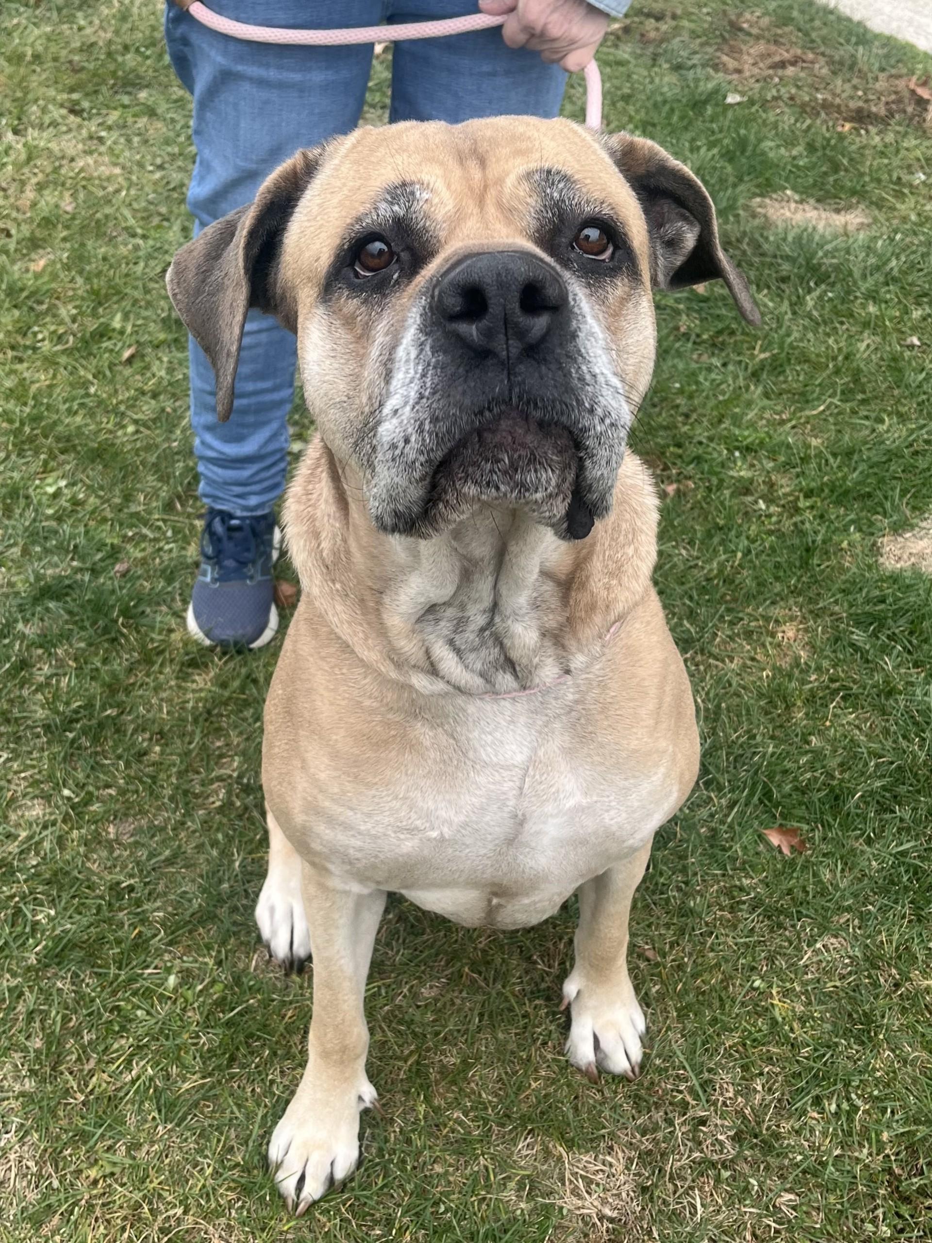 Enlarge Miya, a ADOPTABLE Mastiff in Winchester, VA image 3/4