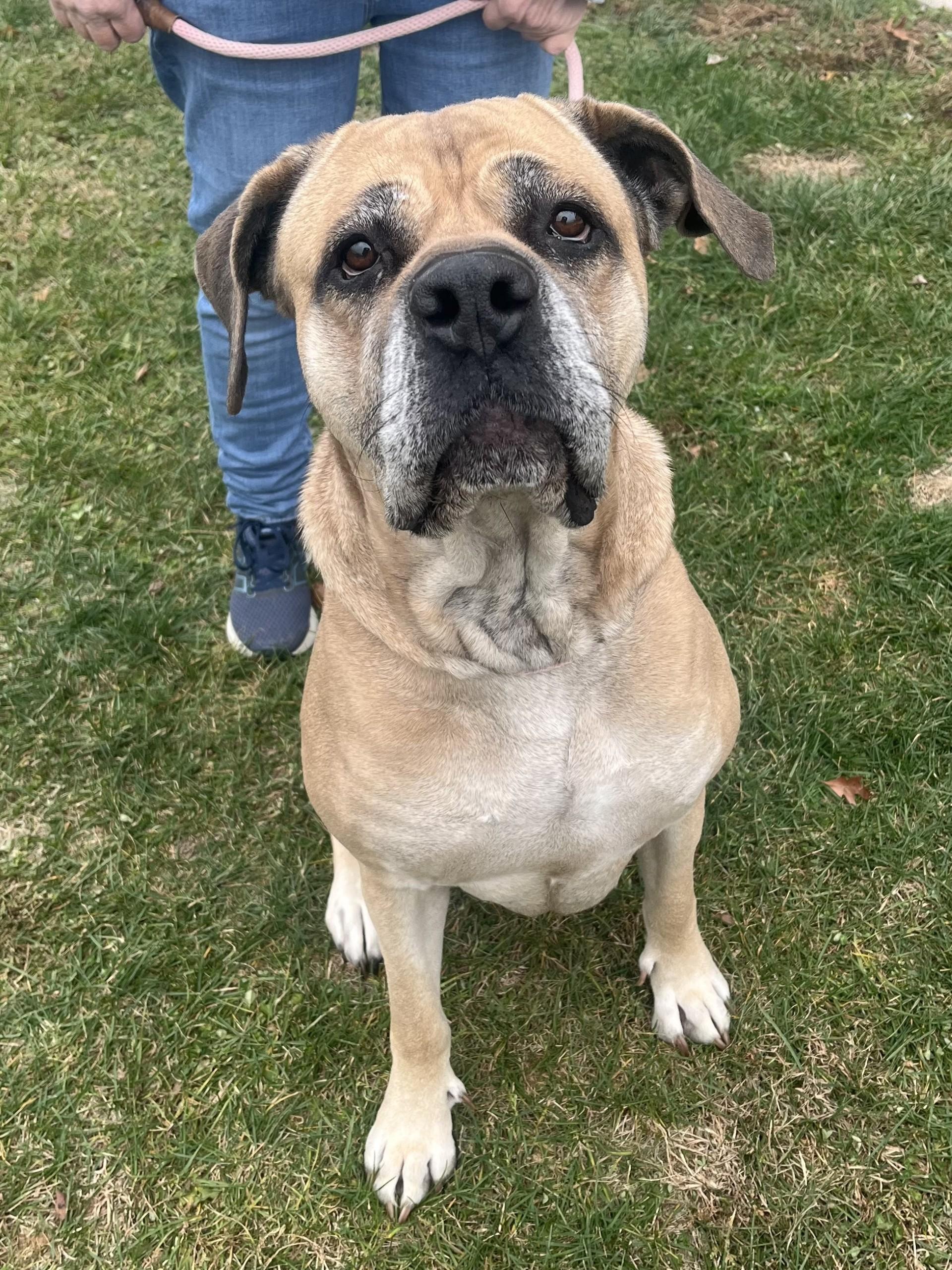 Enlarge Miya, a ADOPTABLE Mastiff in Winchester, VA image 4/4