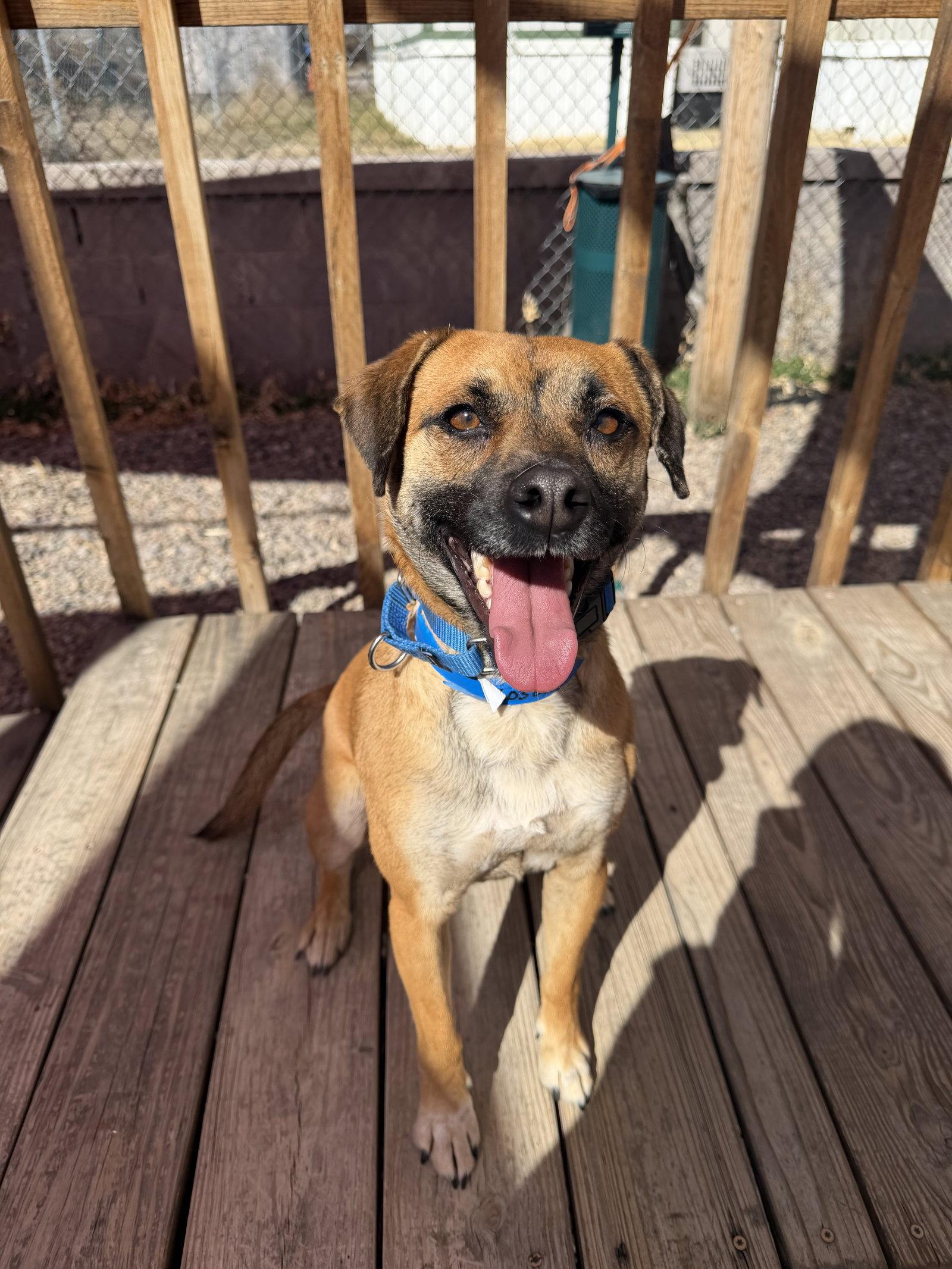 Bucky #1, Adoptable, Adult Male Shepherd.