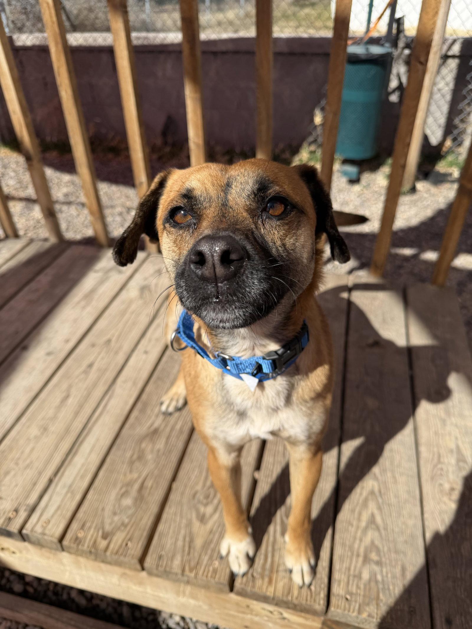 Enlarge Bucky #1, a Adoptable Shepherd in Aurora, CO image 2/3