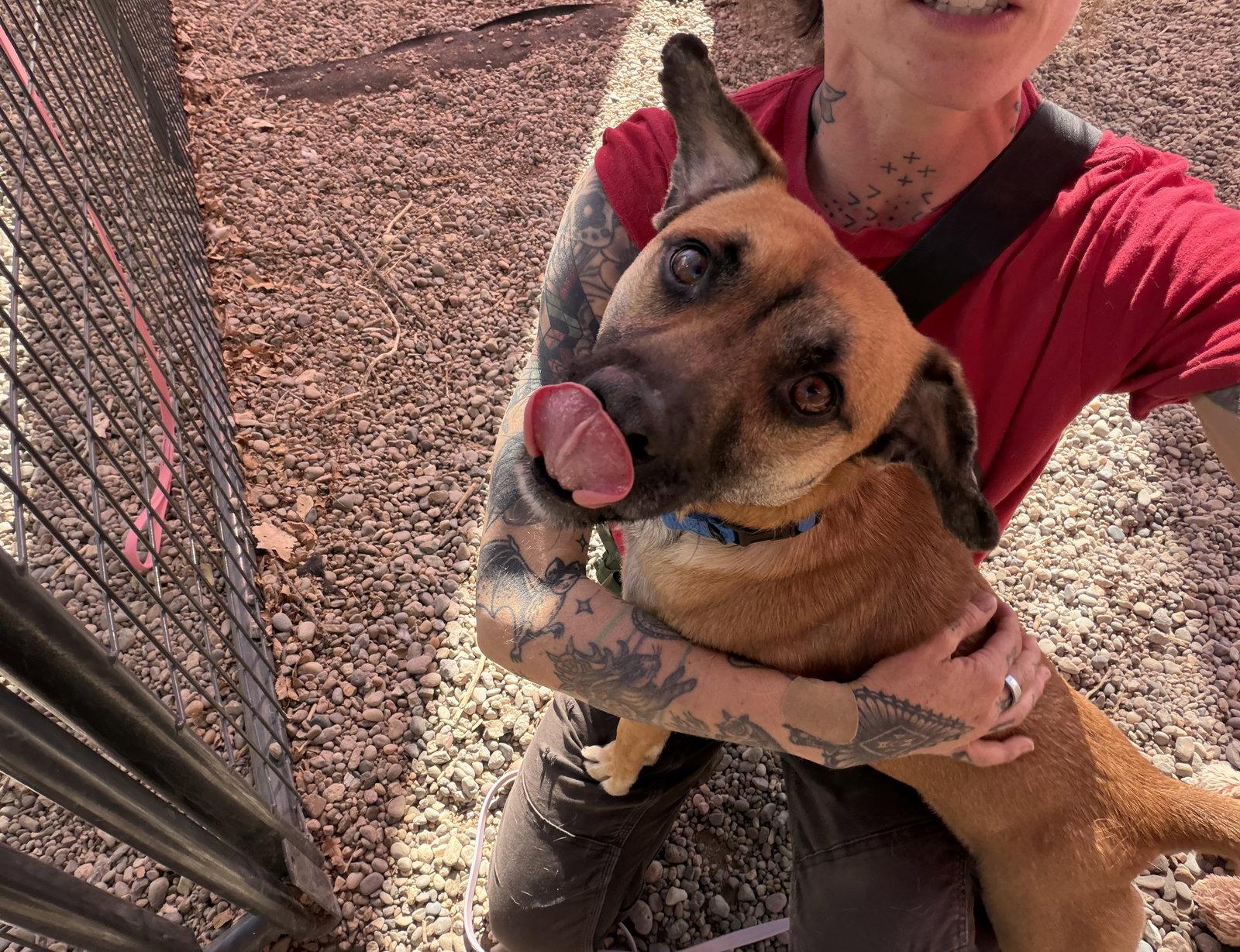 Bucky #1, Adoptable, Adult Male Shepherd.