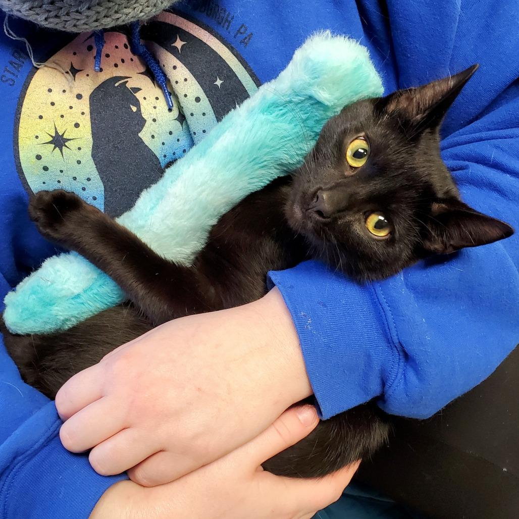 Soot Sprite, Adoptable, Young Male Domestic Short Hair.