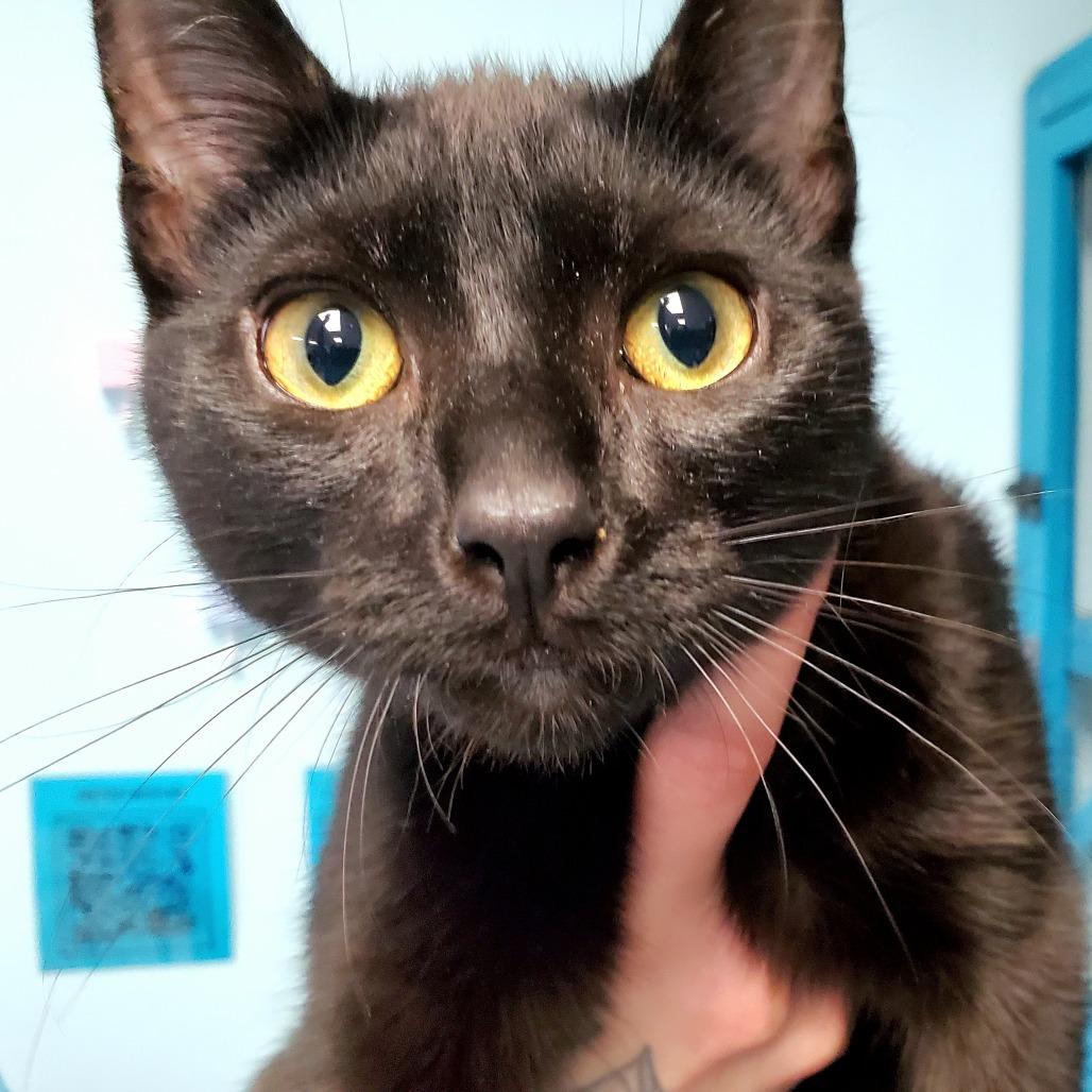 Soot Sprite, Adoptable, Kitten Male Domestic Short Hair.