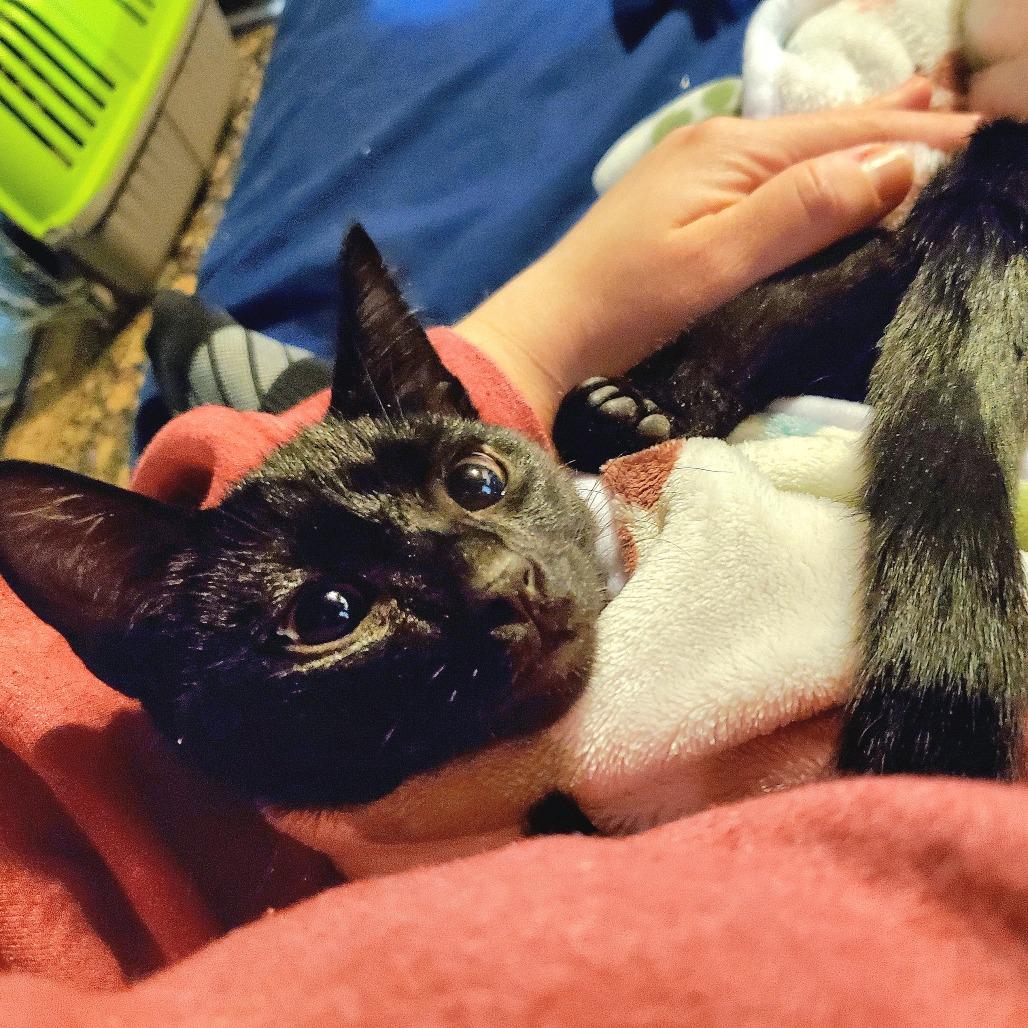 Enlarge Soot Sprite, a Adoptable Domestic Short Hair in PITTSBURGH, PA image 2/3