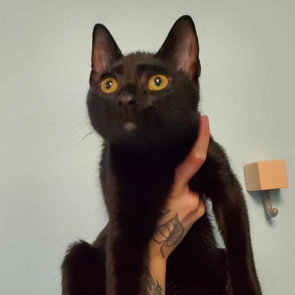 Enlarge Soot Sprite, a Adoptable Domestic Short Hair in PITTSBURGH, PA image 3/3