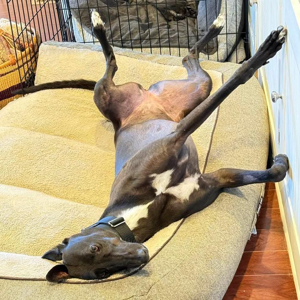 Enlarge Mia, a ADOPTABLE Greyhound in Seattle, WA image 2/2