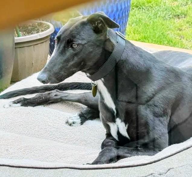 Enlarge Mia, a ADOPTABLE Greyhound in Seattle, WA image 3/3