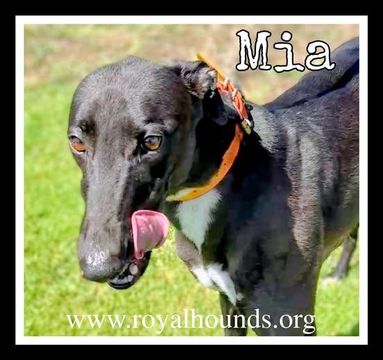 Mia, ADOPTABLE, Adult Female Greyhound.