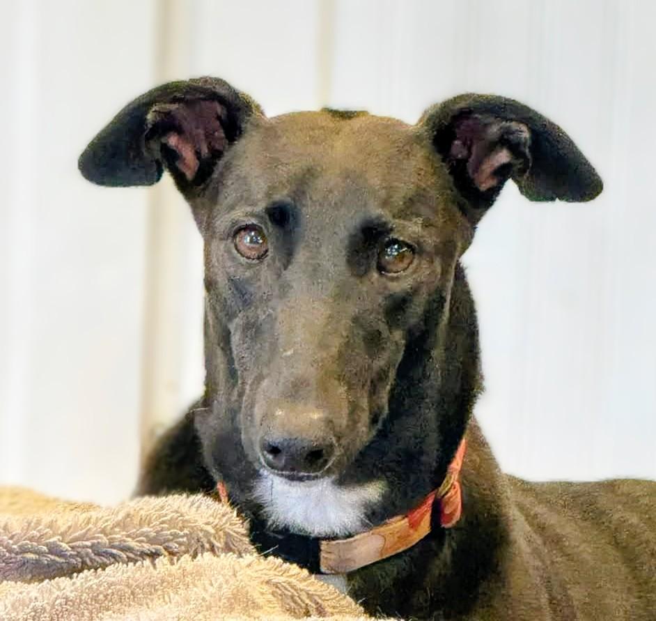 Mia, ADOPTABLE, Adult Female Greyhound.