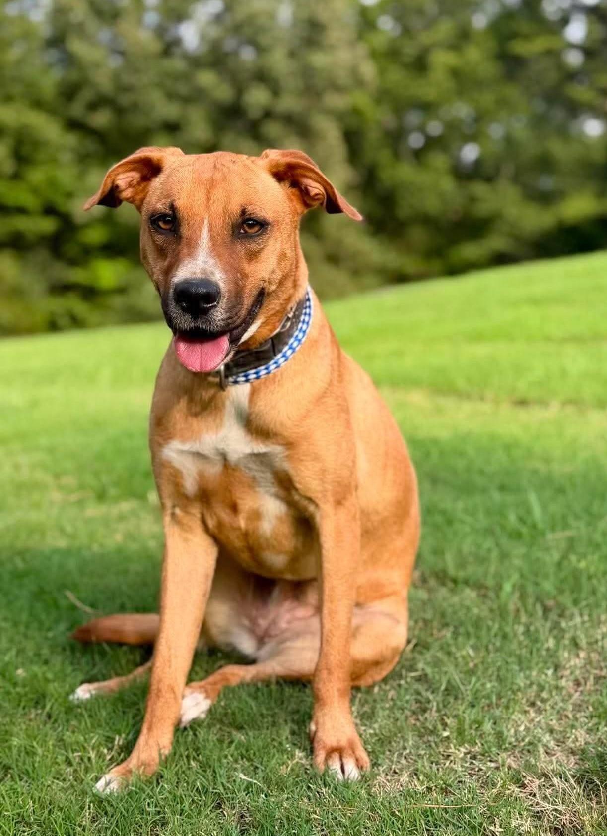 Rose, a ADOPTABLE Mixed Breed in Northwood, NH image 1/5
