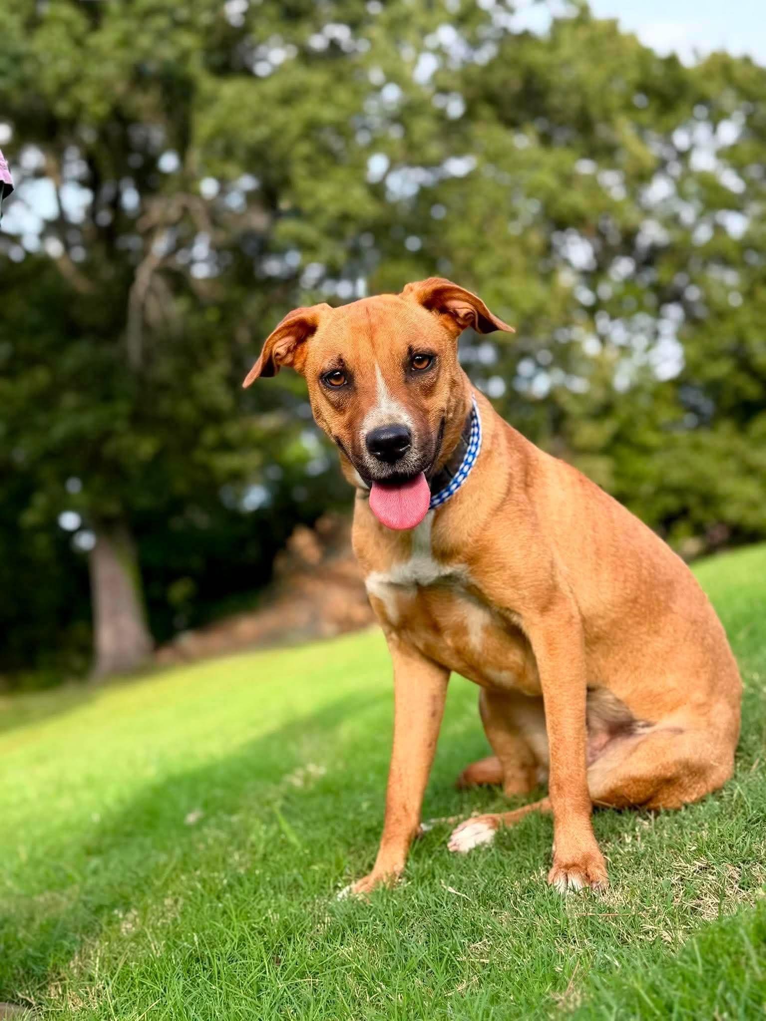 Rose, a ADOPTABLE Mixed Breed in Northwood, NH image 4/5