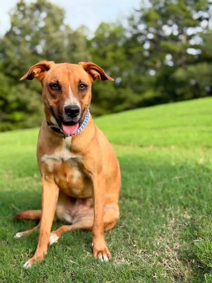 Rose, a ADOPTABLE Mixed Breed in Northwood, NH image 3/5