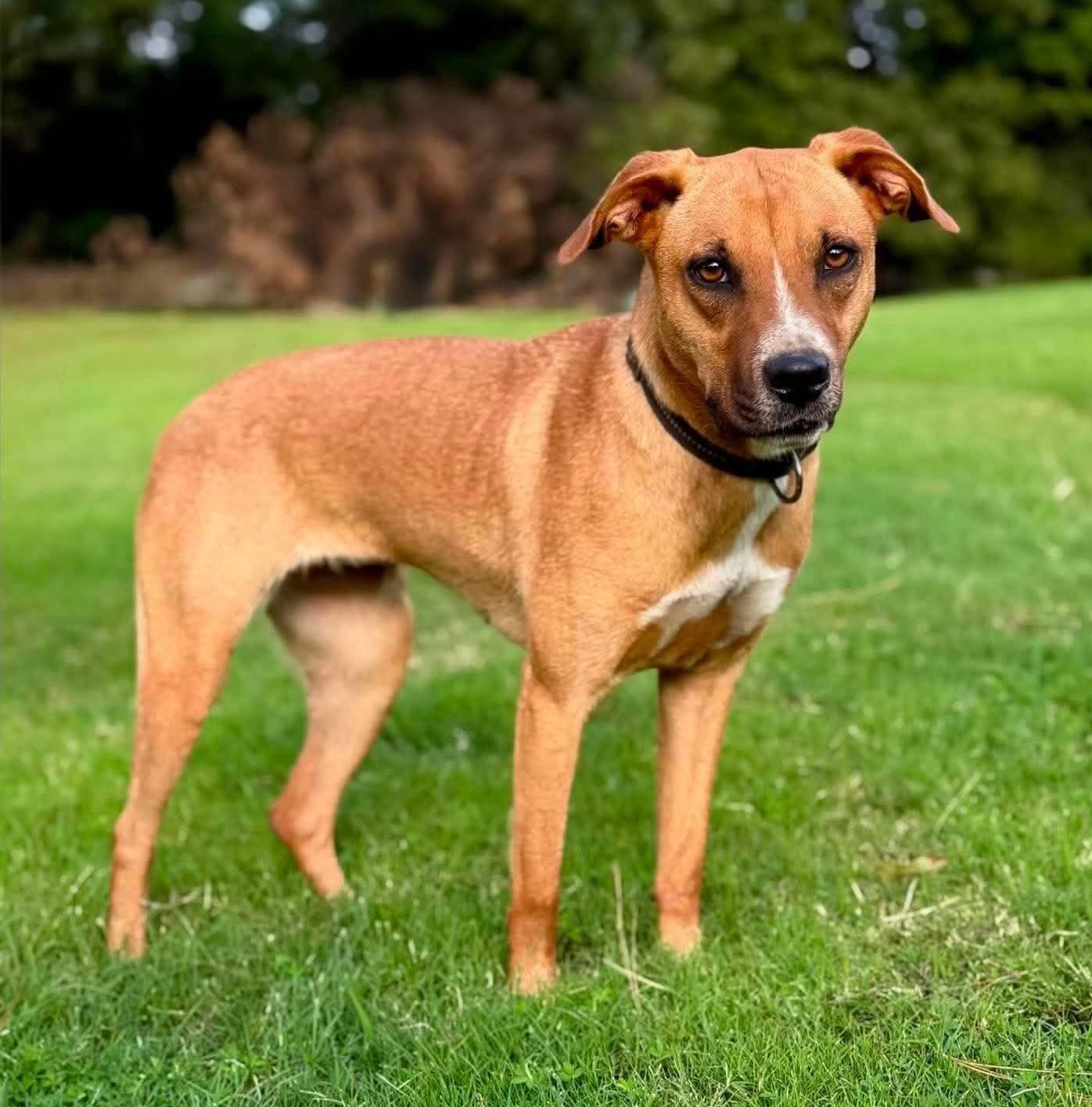 Rose, a ADOPTABLE Mixed Breed in Northwood, NH image 2/5