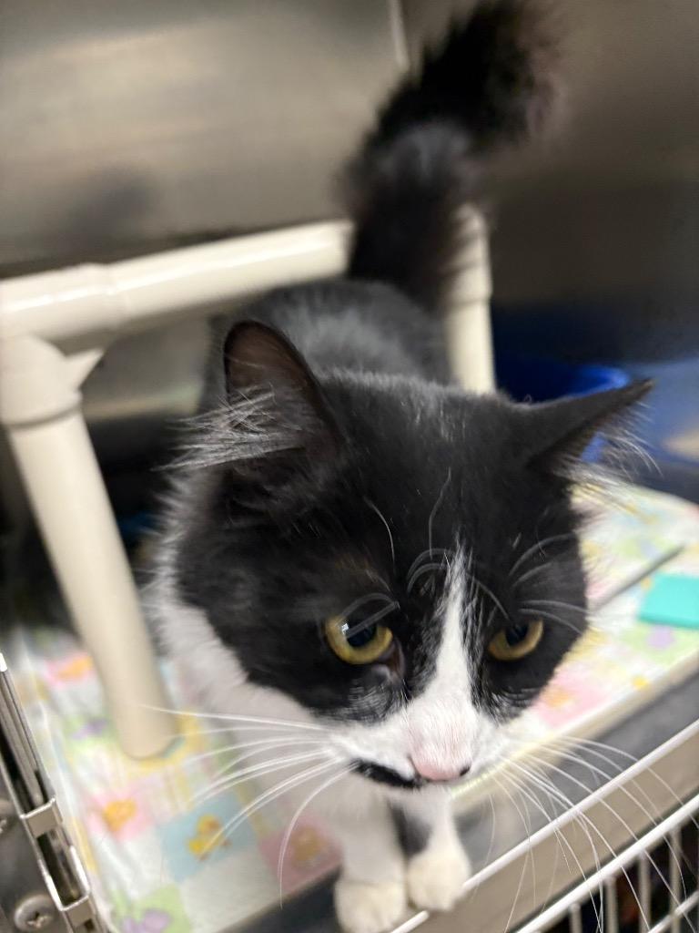 Senga, Adoptable, Young Female Domestic Long Hair.