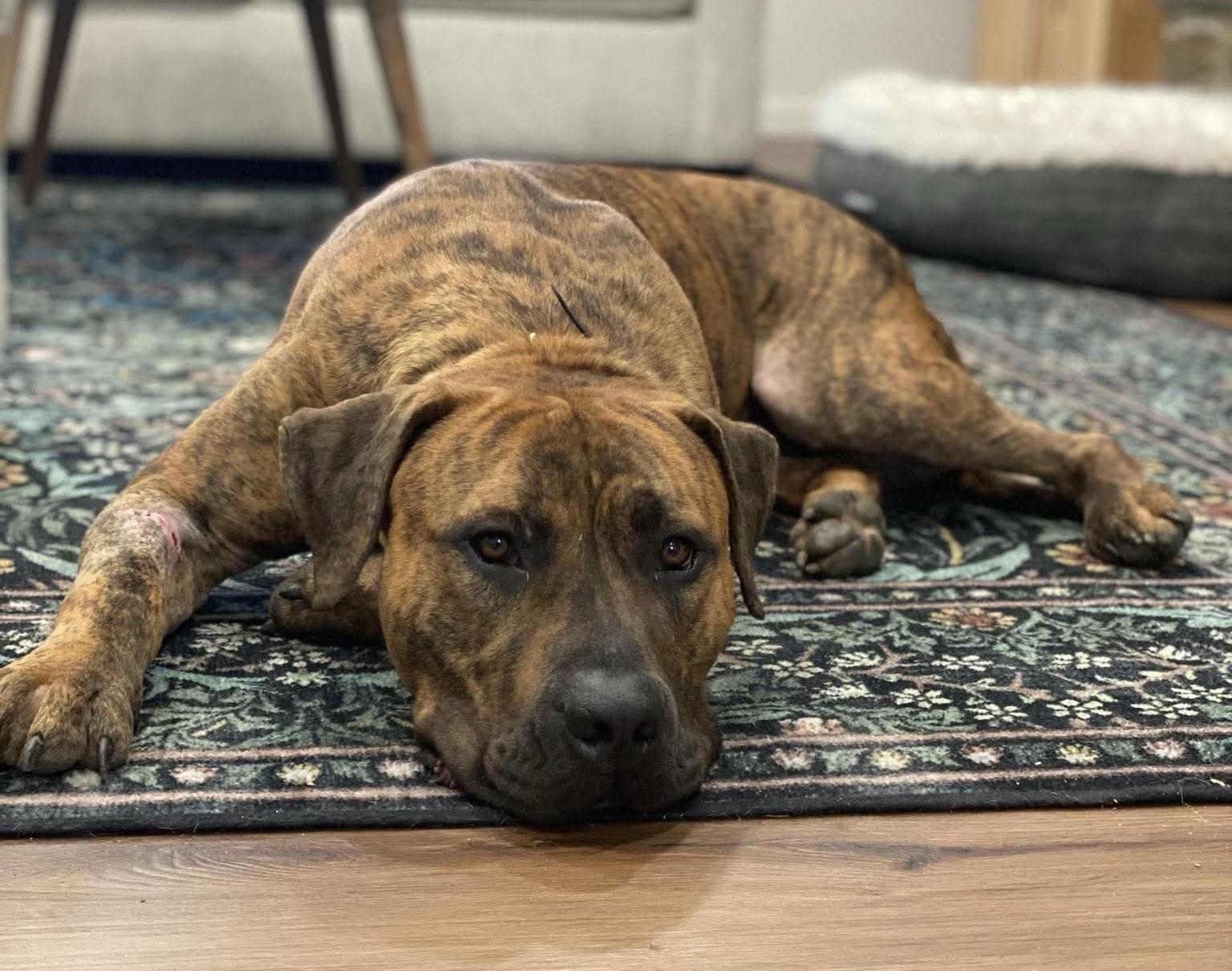 Kenny, a Adoptable Presa Canario in Columbia, MD image 1/3