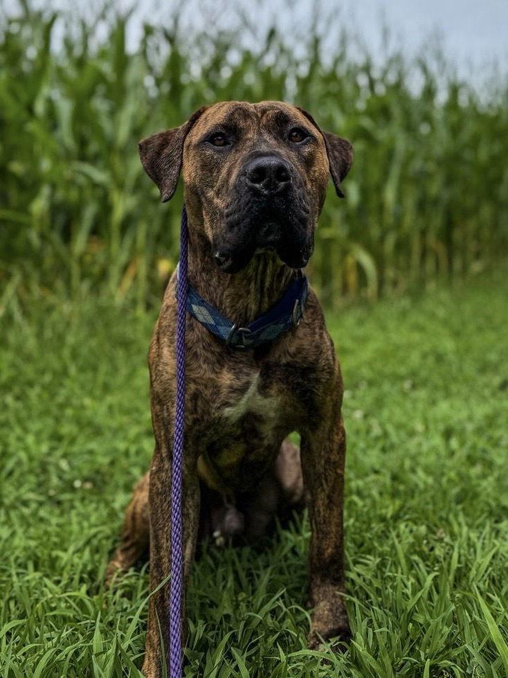 Kenny, a Adoptable Presa Canario in Columbia, MD image 2/3