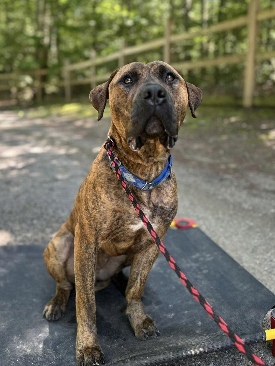 Kenny, a Adoptable Presa Canario in Columbia, MD image 3/3