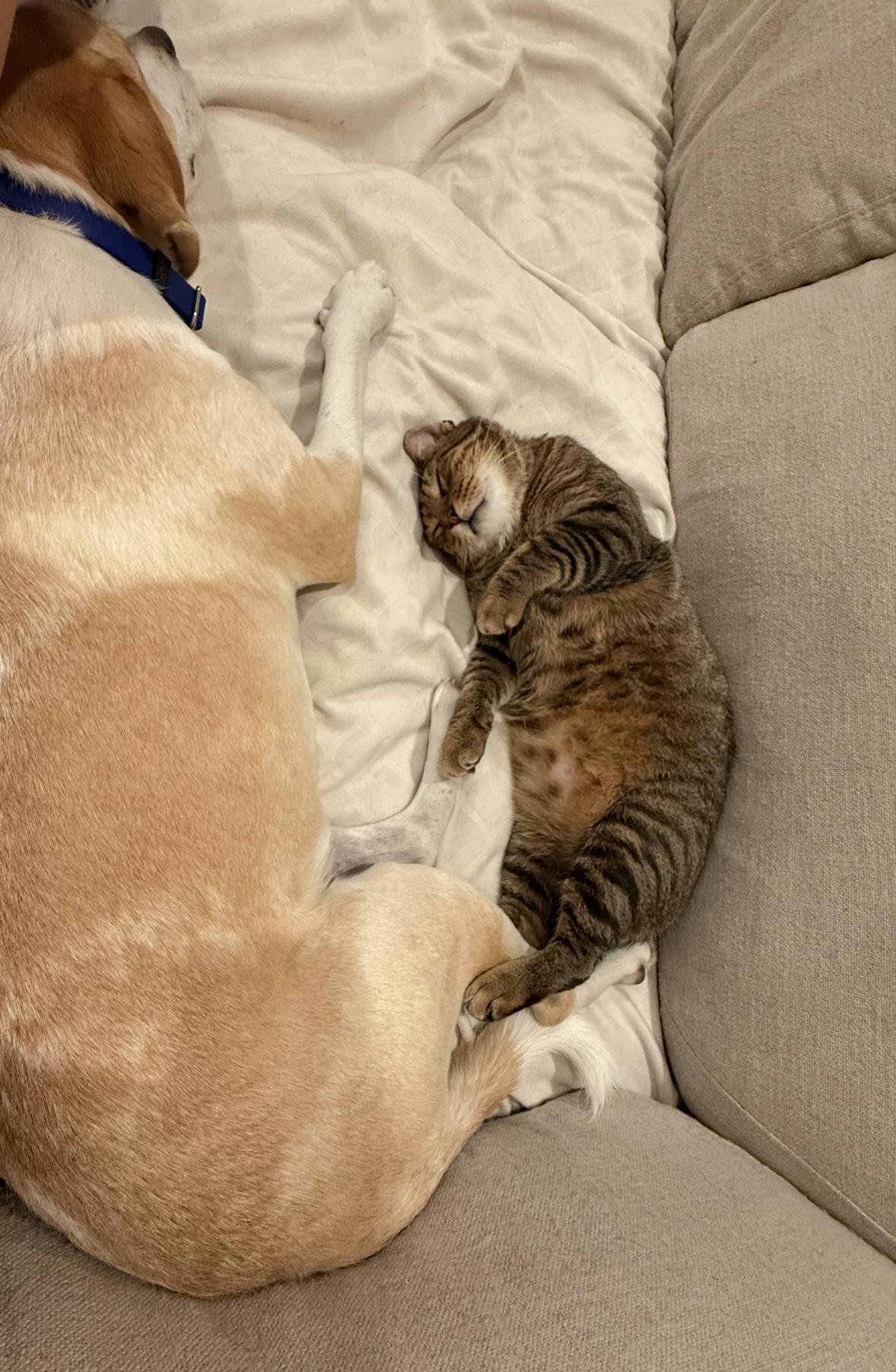 Bruce, a Adoptable Domestic Short Hair in New Orleans, LA image 3/6