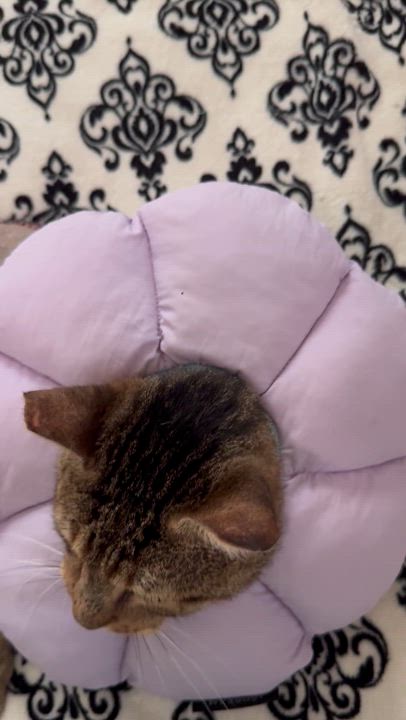 Enlarge Bruce, a Adoptable Domestic Short Hair in New Orleans, LA video 6/6