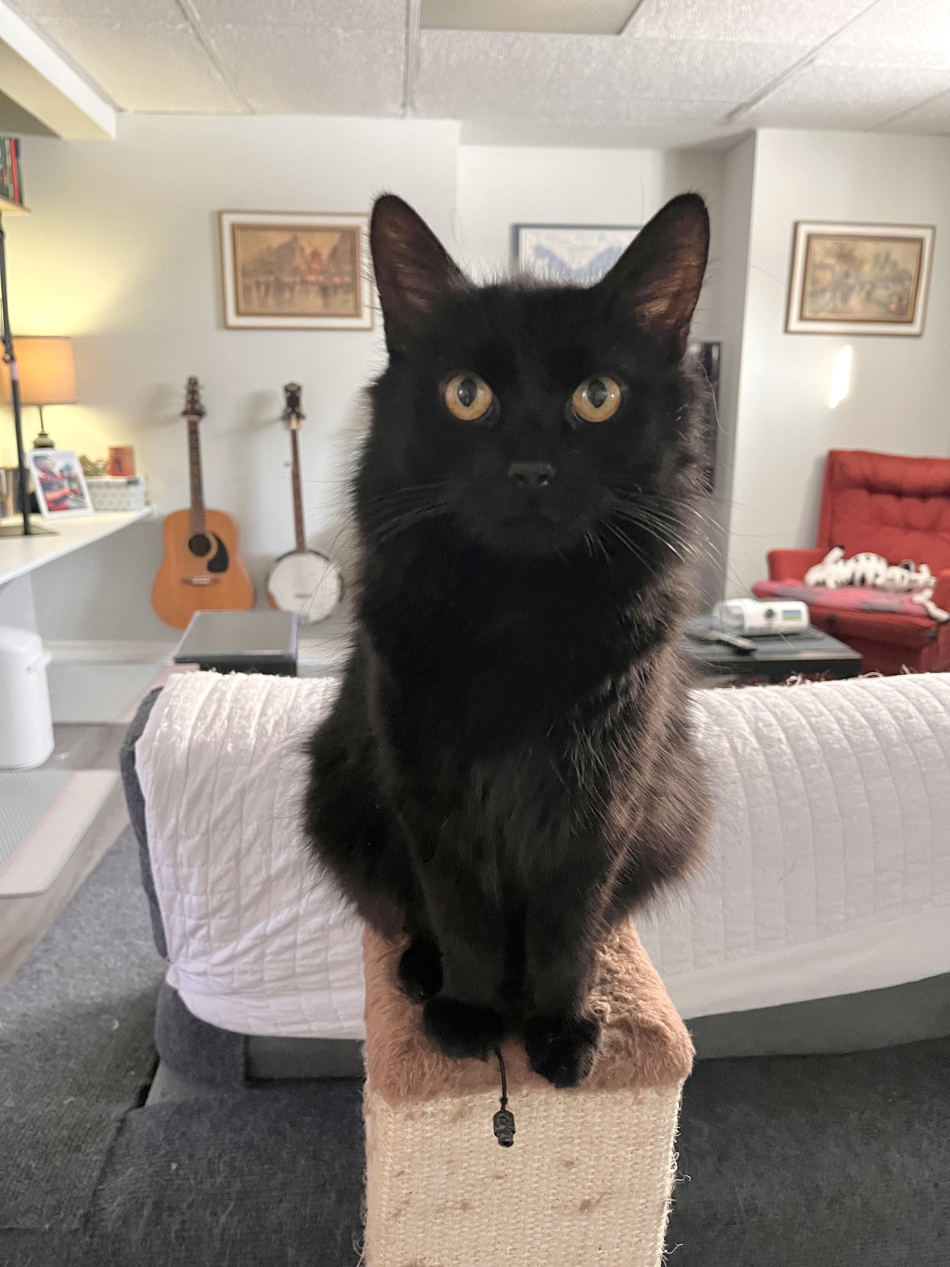 Enlarge Ginny (FA/FF), a ADOPTABLE Domestic Long Hair in Sainte-Angele-de-Monnoir, QC image 3/5