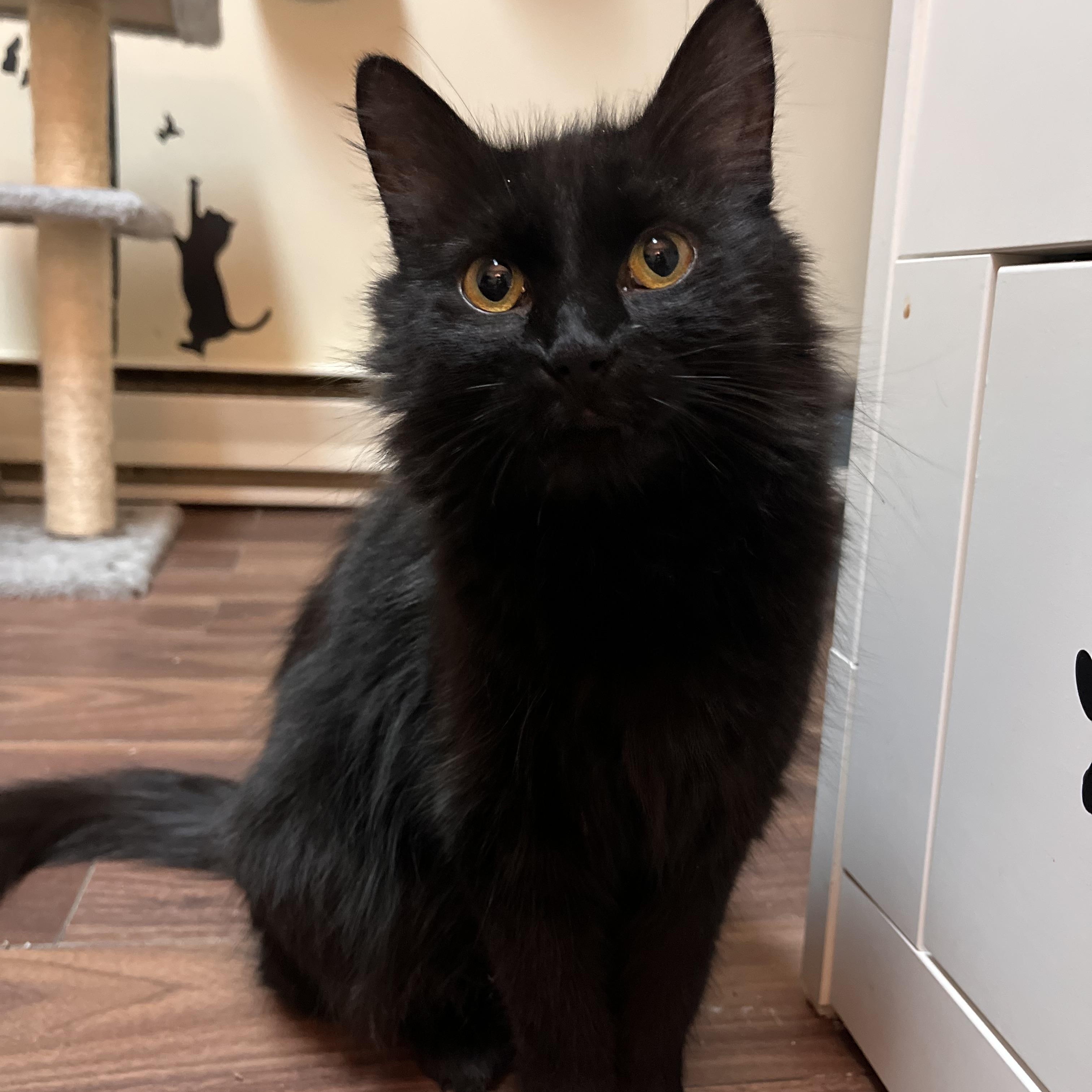 Enlarge Ginny (FA/FF), a ADOPTABLE Domestic Long Hair in Sainte-Angele-de-Monnoir, QC image 4/5