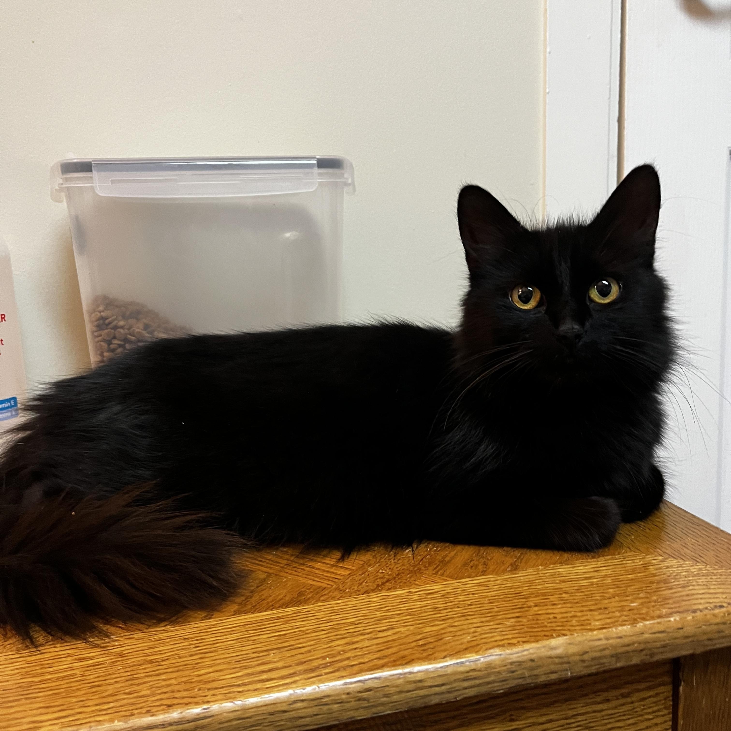 Ginny (FA/FF), ADOPTABLE, Young Female Domestic Long Hair.