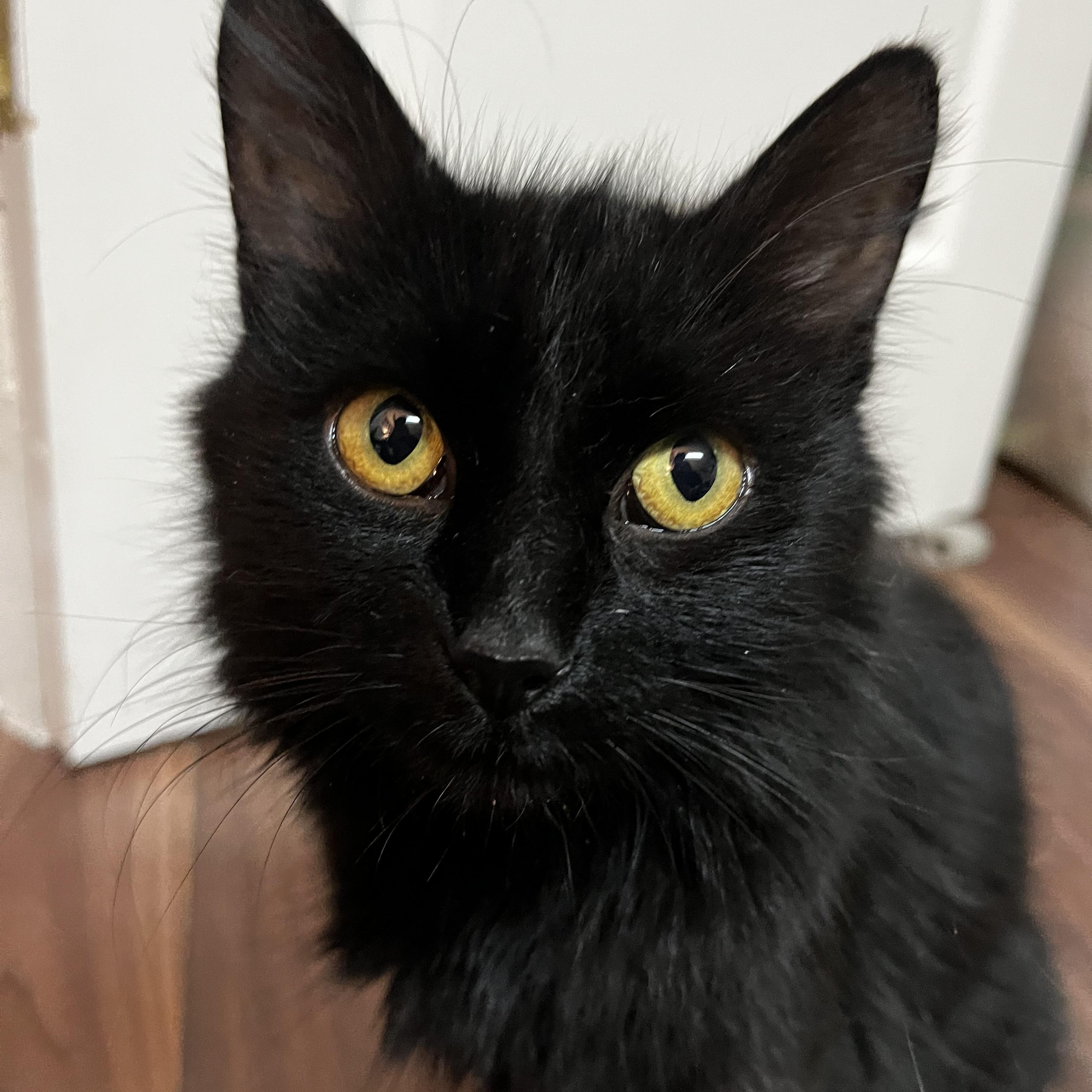 Enlarge Ginny (FA/FF), a ADOPTABLE Domestic Long Hair in Sainte-Angele-de-Monnoir, QC image 2/5